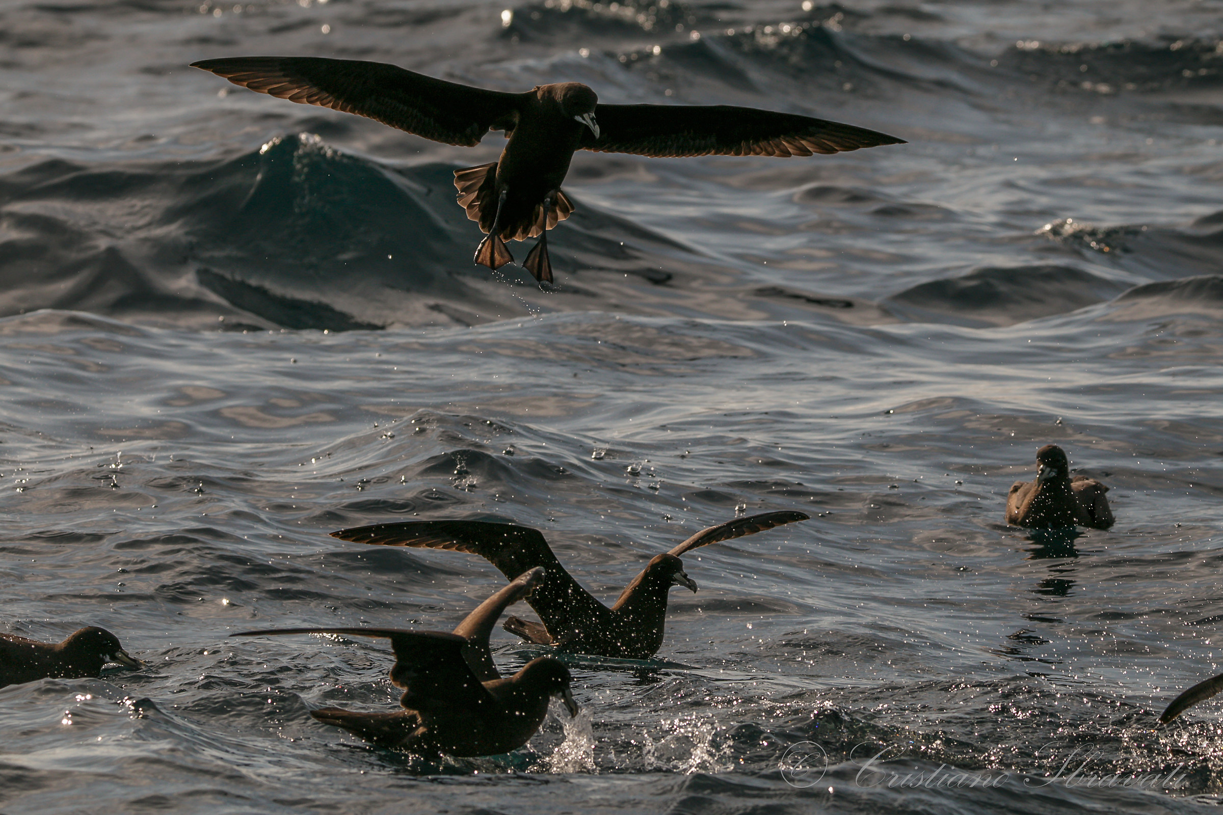 White-chinned Petrel