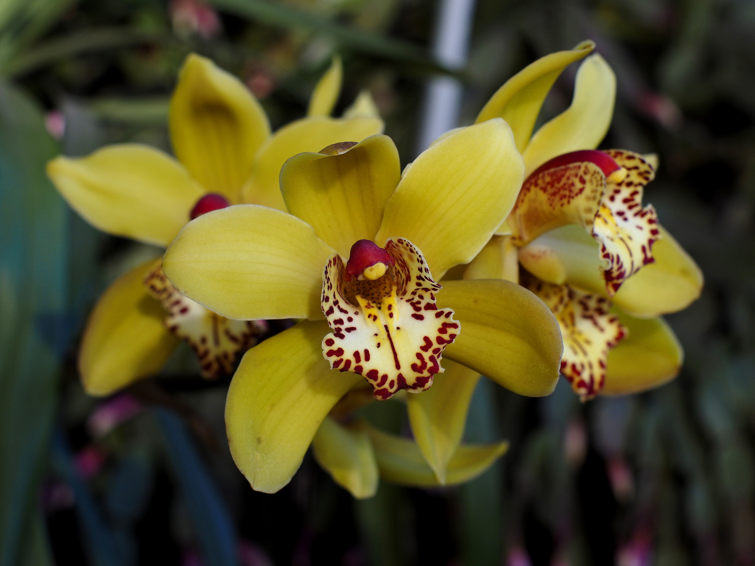 yashica-dx 50mm f1.4 (Cymbidium orchidea)