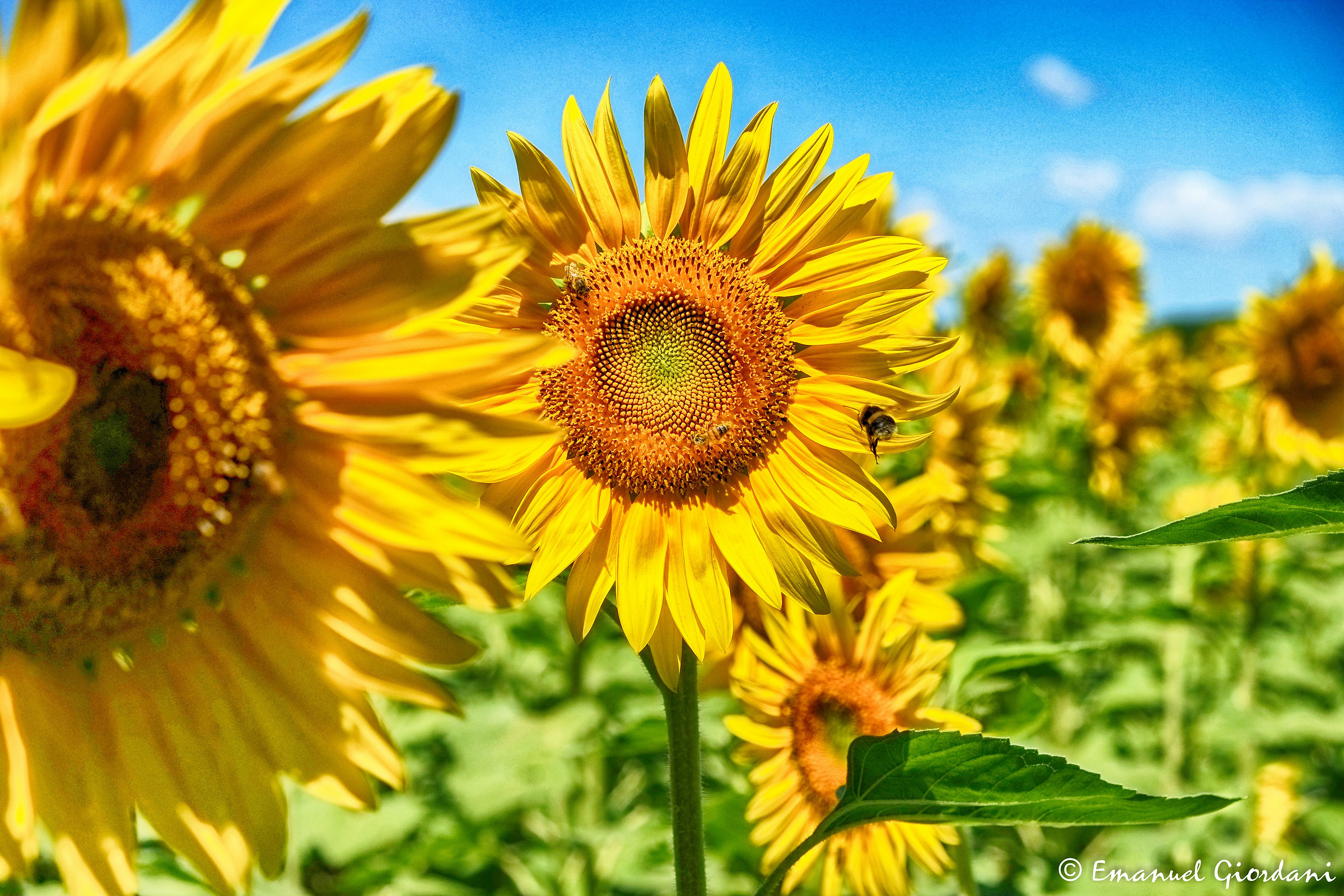 Andiam andiam andiam a impollinar