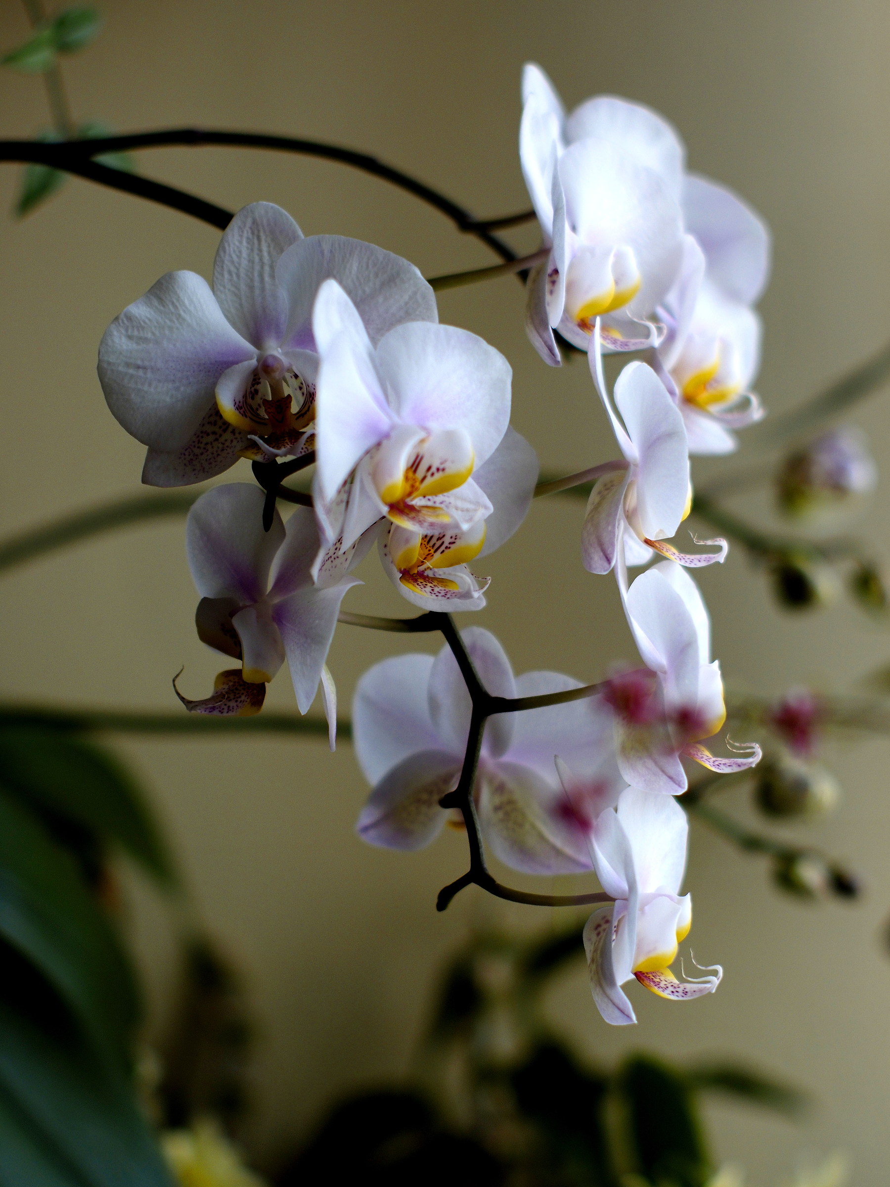 yashica-dx 50mm f1.4