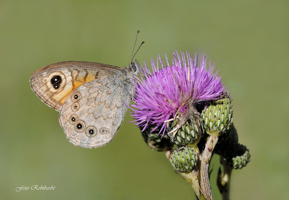 Lasiommata maera ... Mera ...