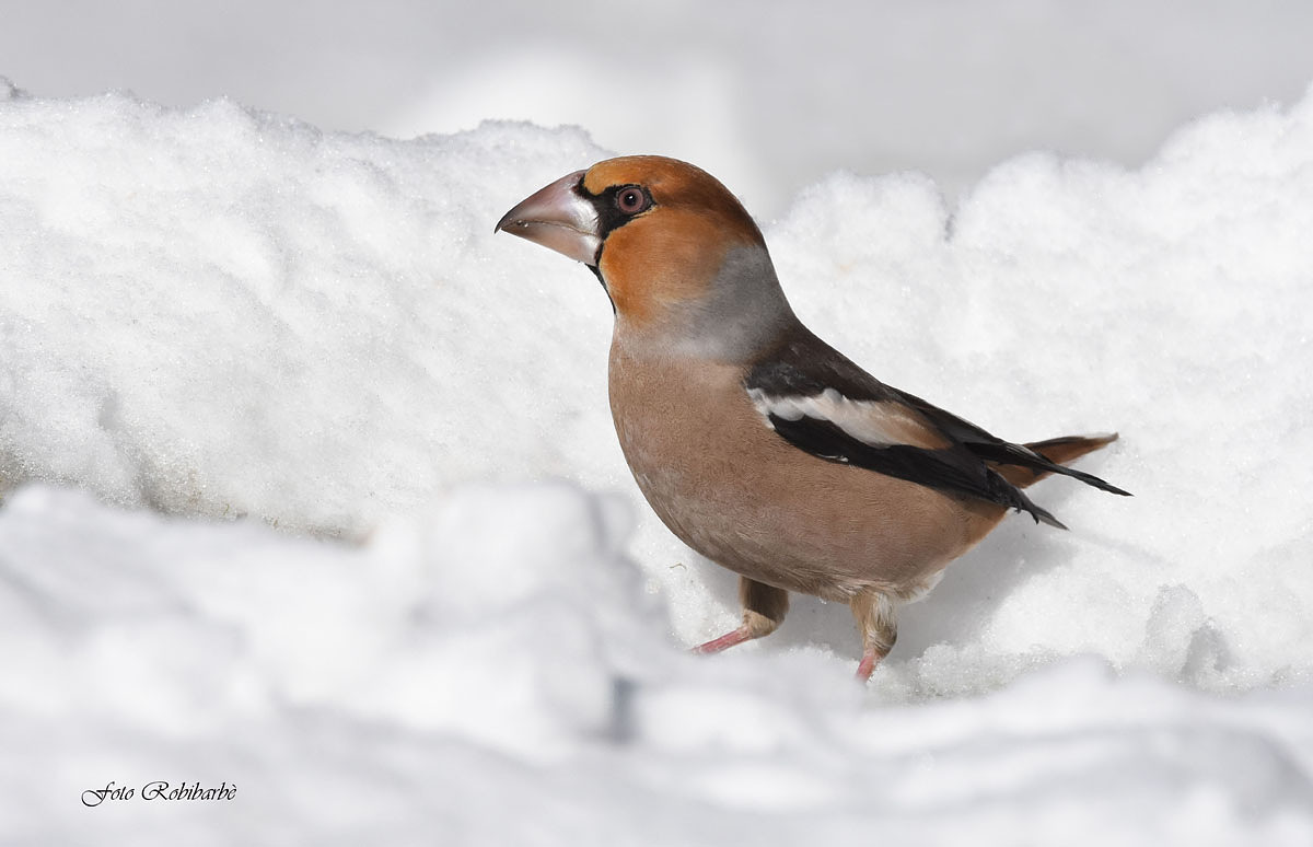 Hawfinch on the snow ...
