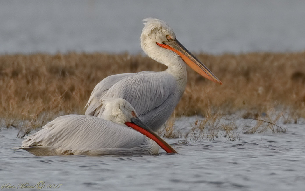 Pellicano riccio (Pelecanus crispus)