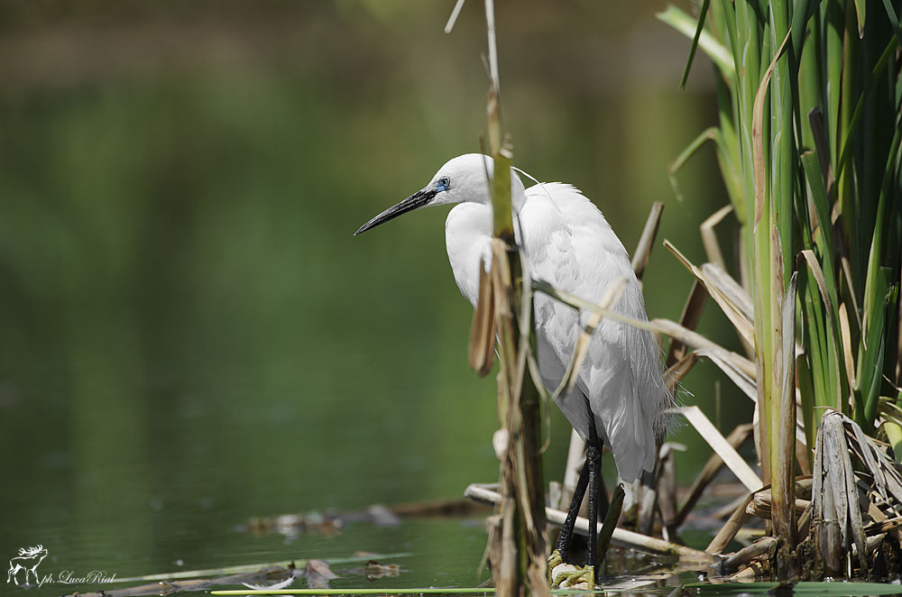 Garzetta - Egret