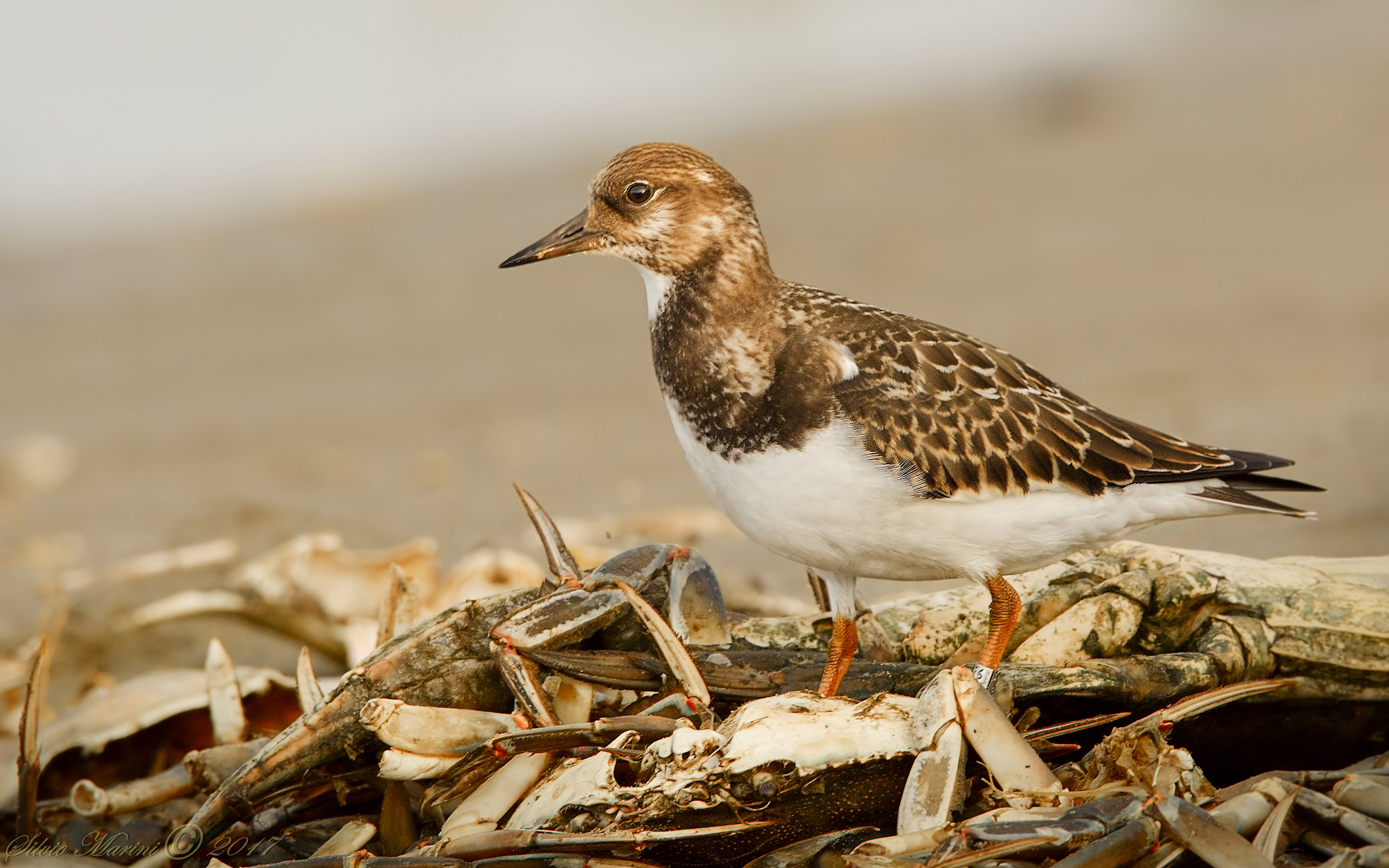 Voltapietre (Arenaria interpres)