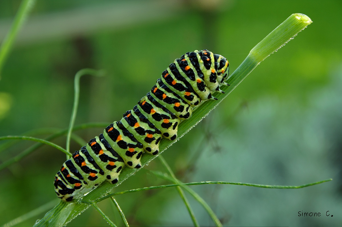 Machaon