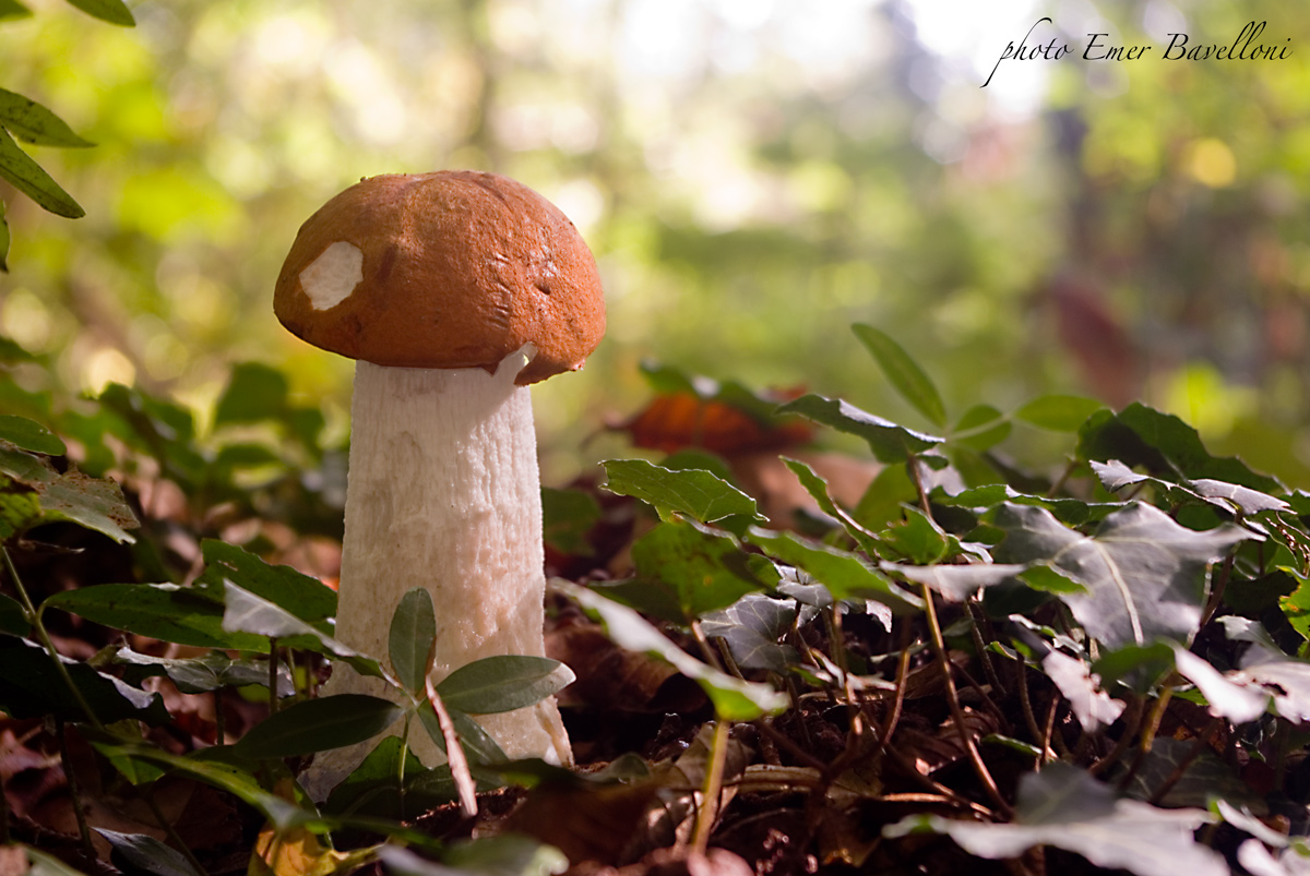 leccinum aurantiacum