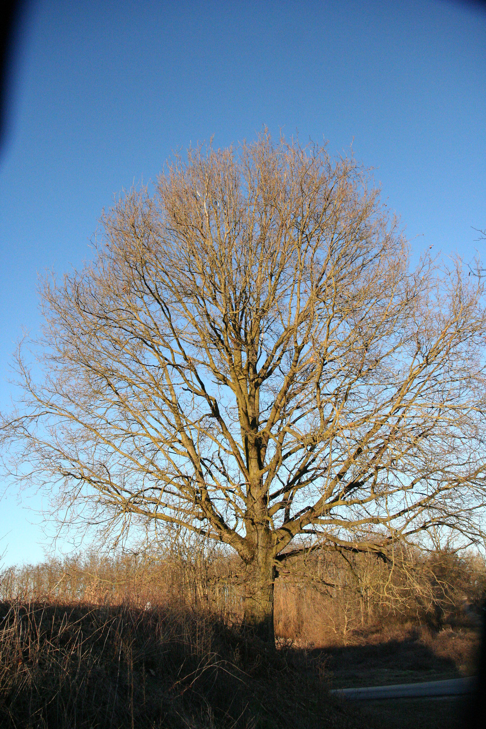Tree in the Lomelline countryside
