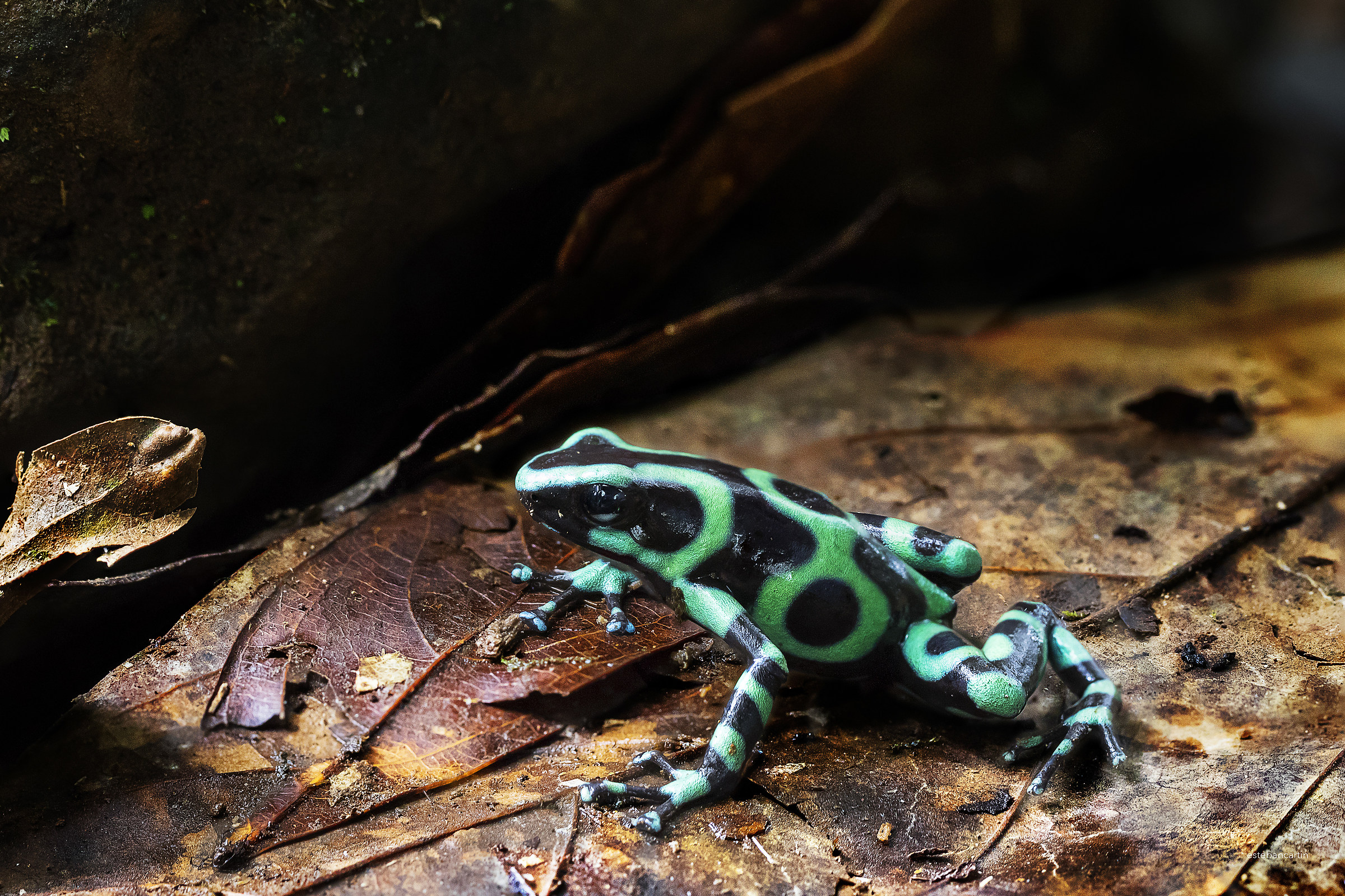 Dendrobates auratus