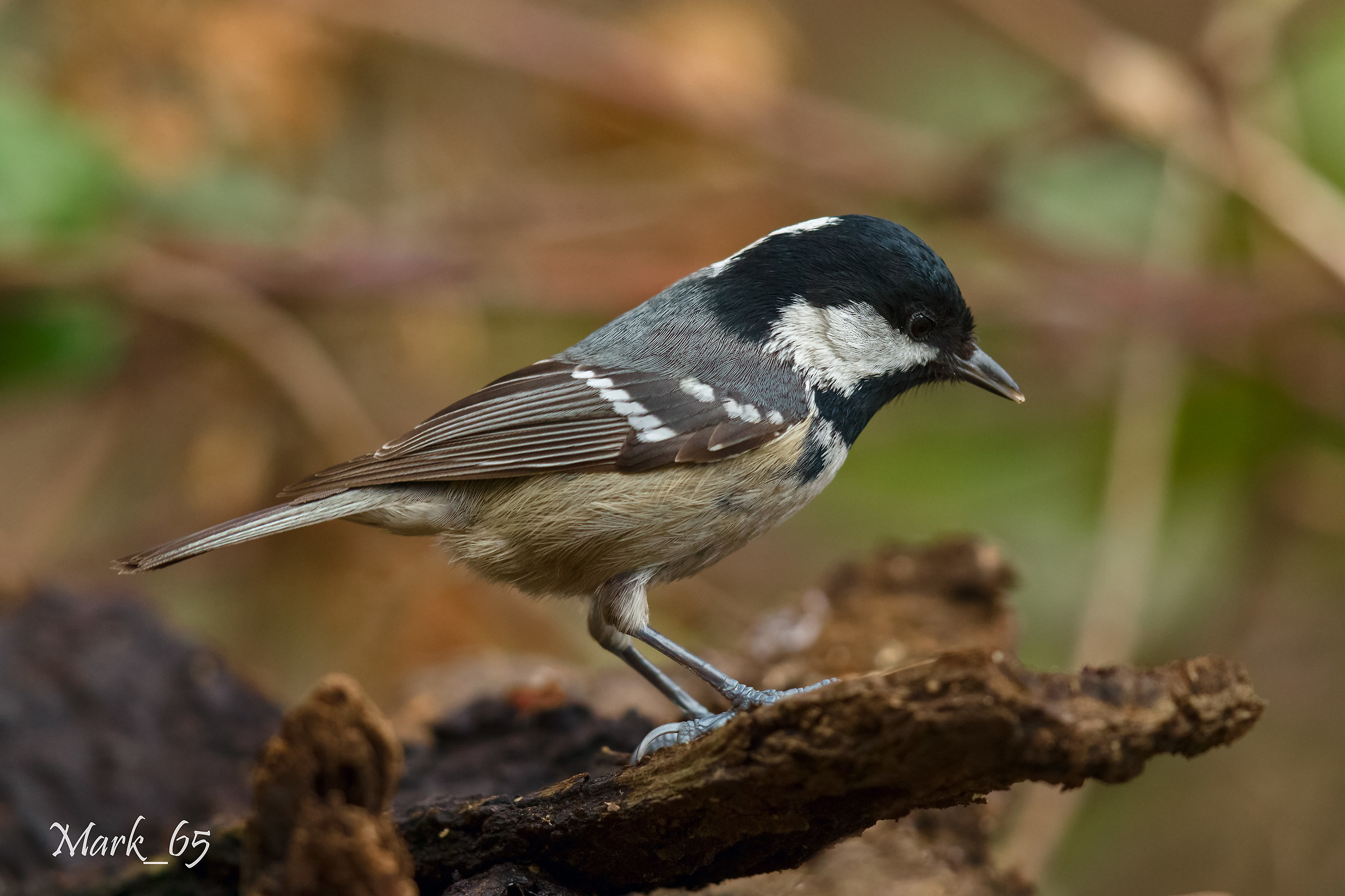 Black tit