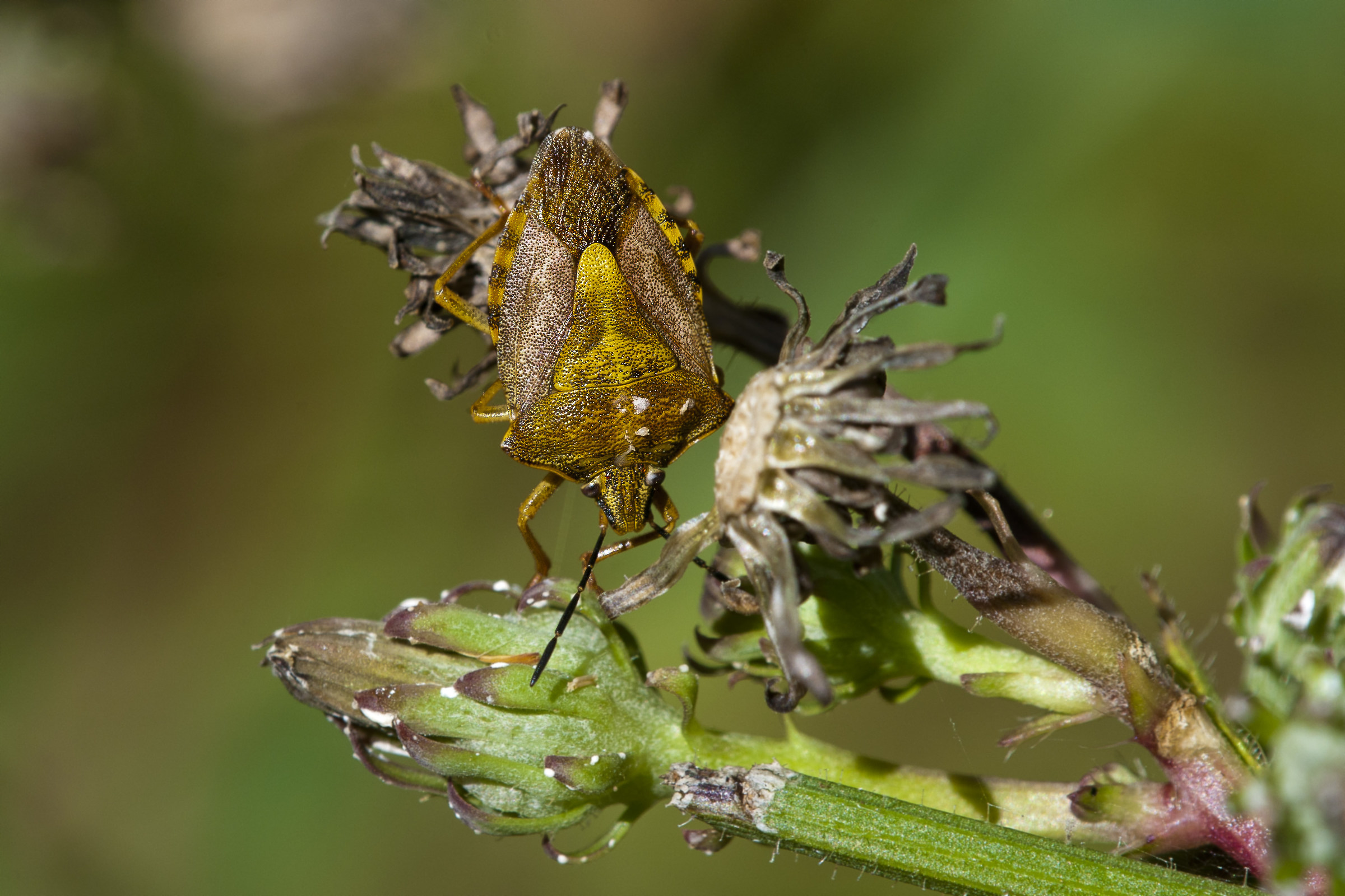 Carpocoris pudicus - bed bug