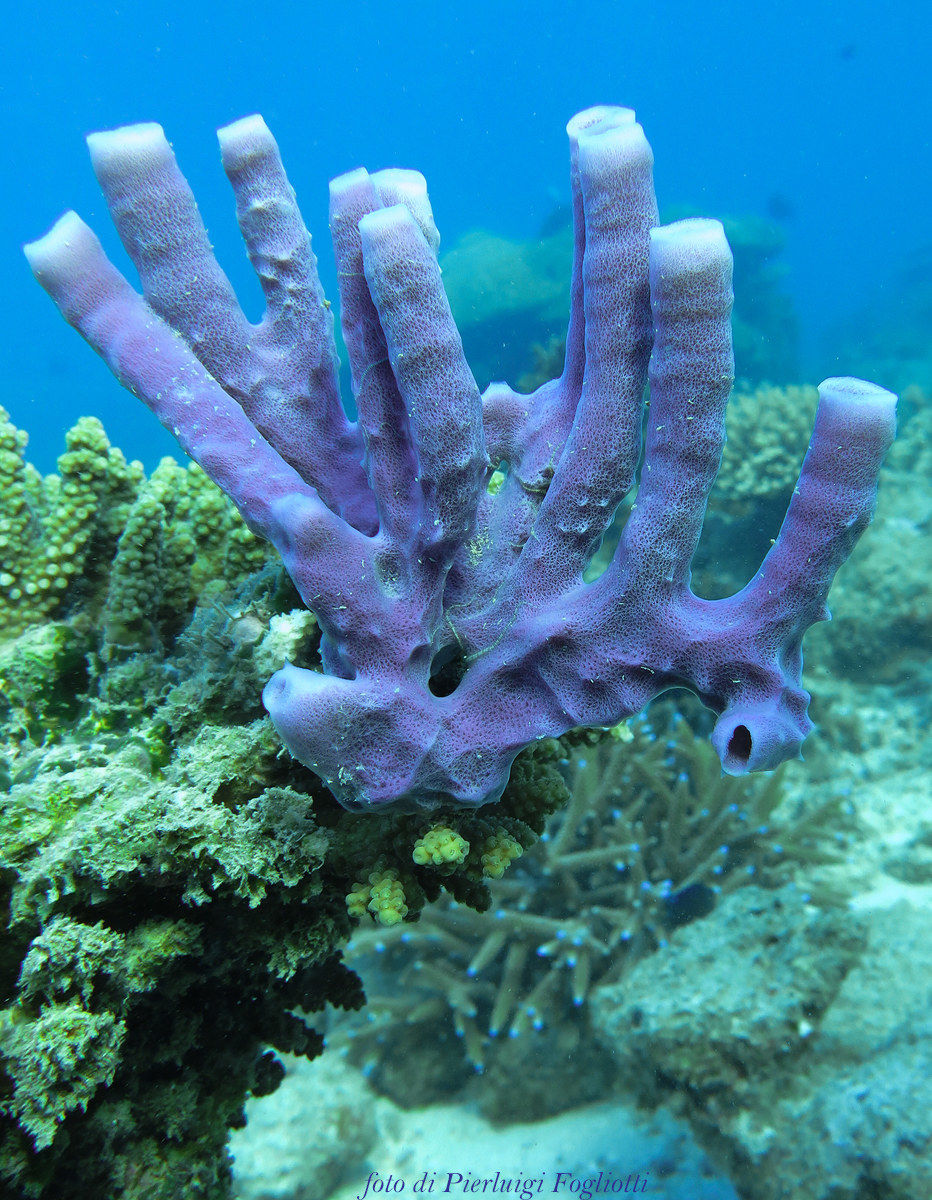 fondali di Nosy Karabo