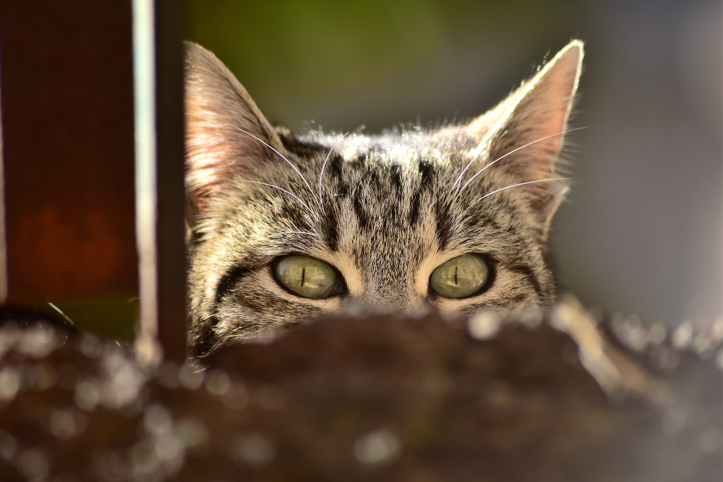 Non scordare che ti tengo d'occhio