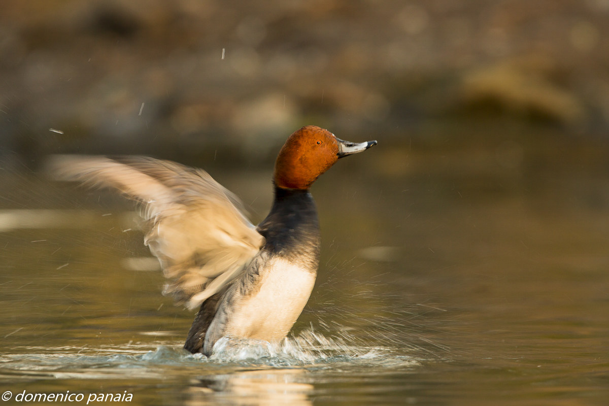 pochard