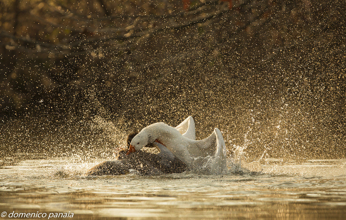 fight between geese