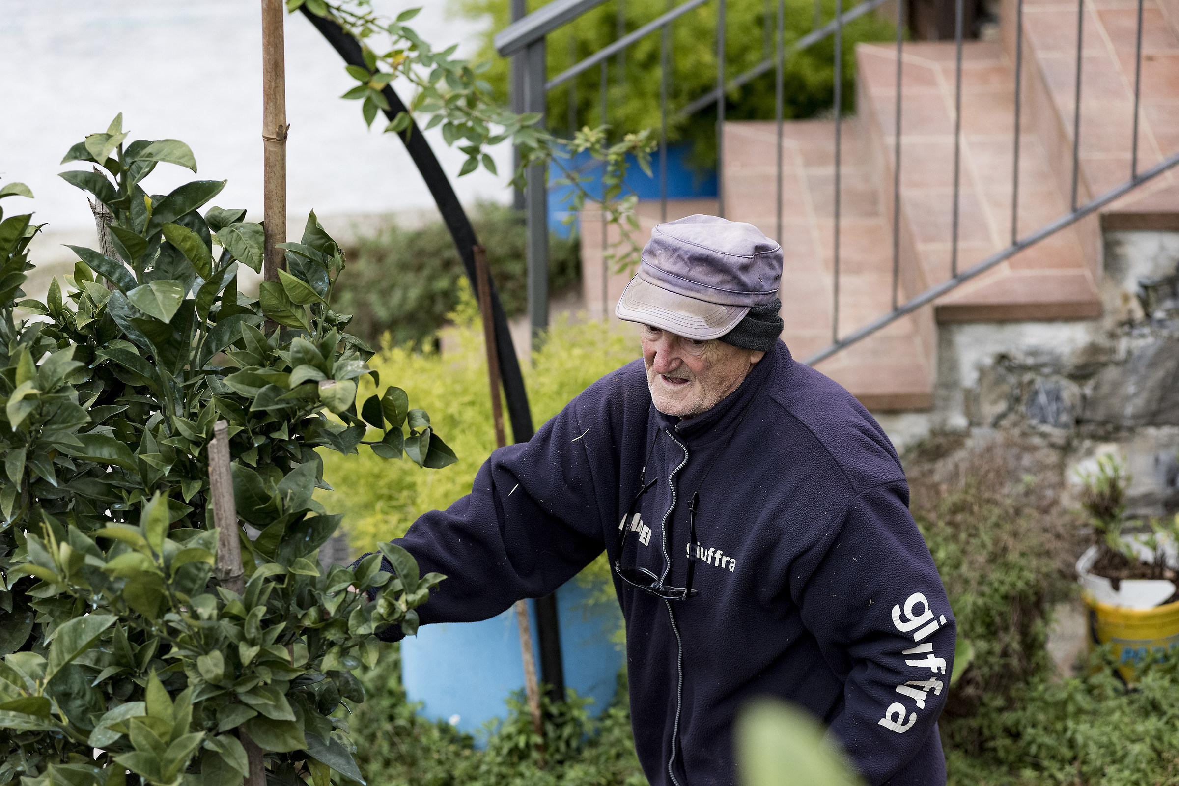Rinaldo, who wraps the orange plant ...