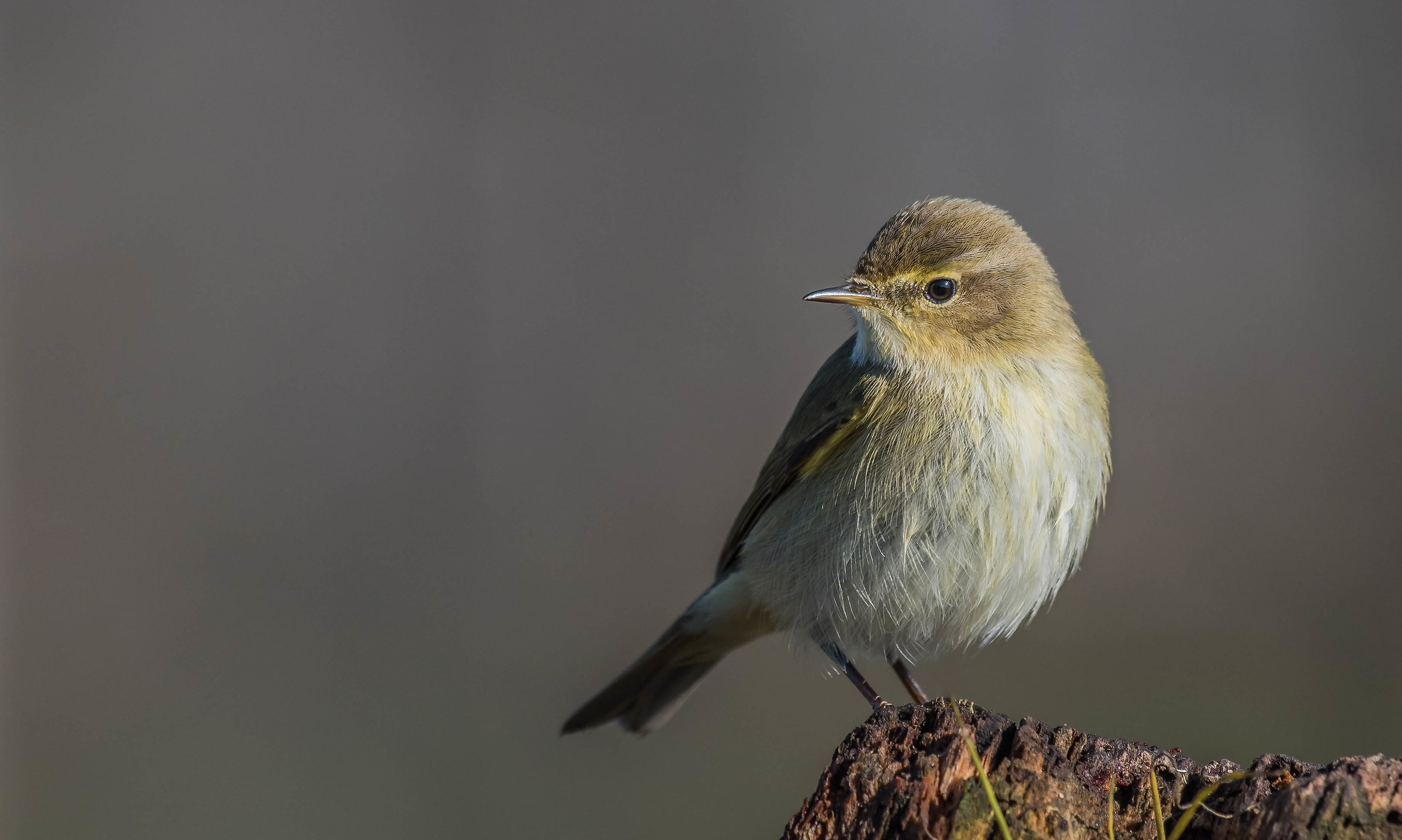 Lecafòj (him small)