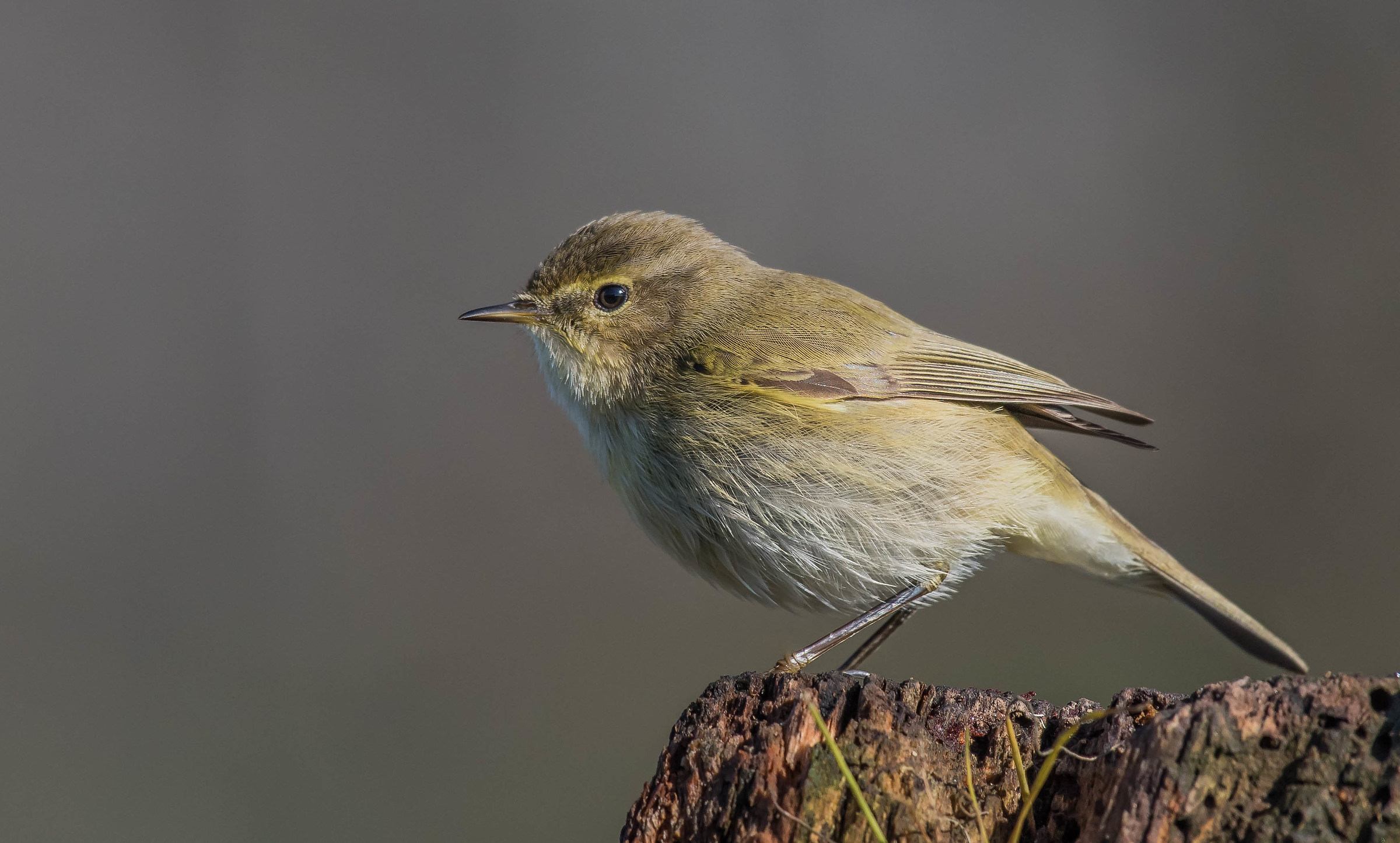 Lecafòj (him small)