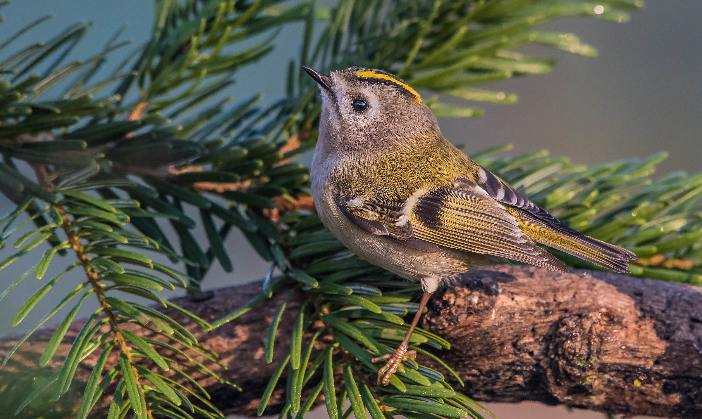 Sanvizinzèn (regolo)