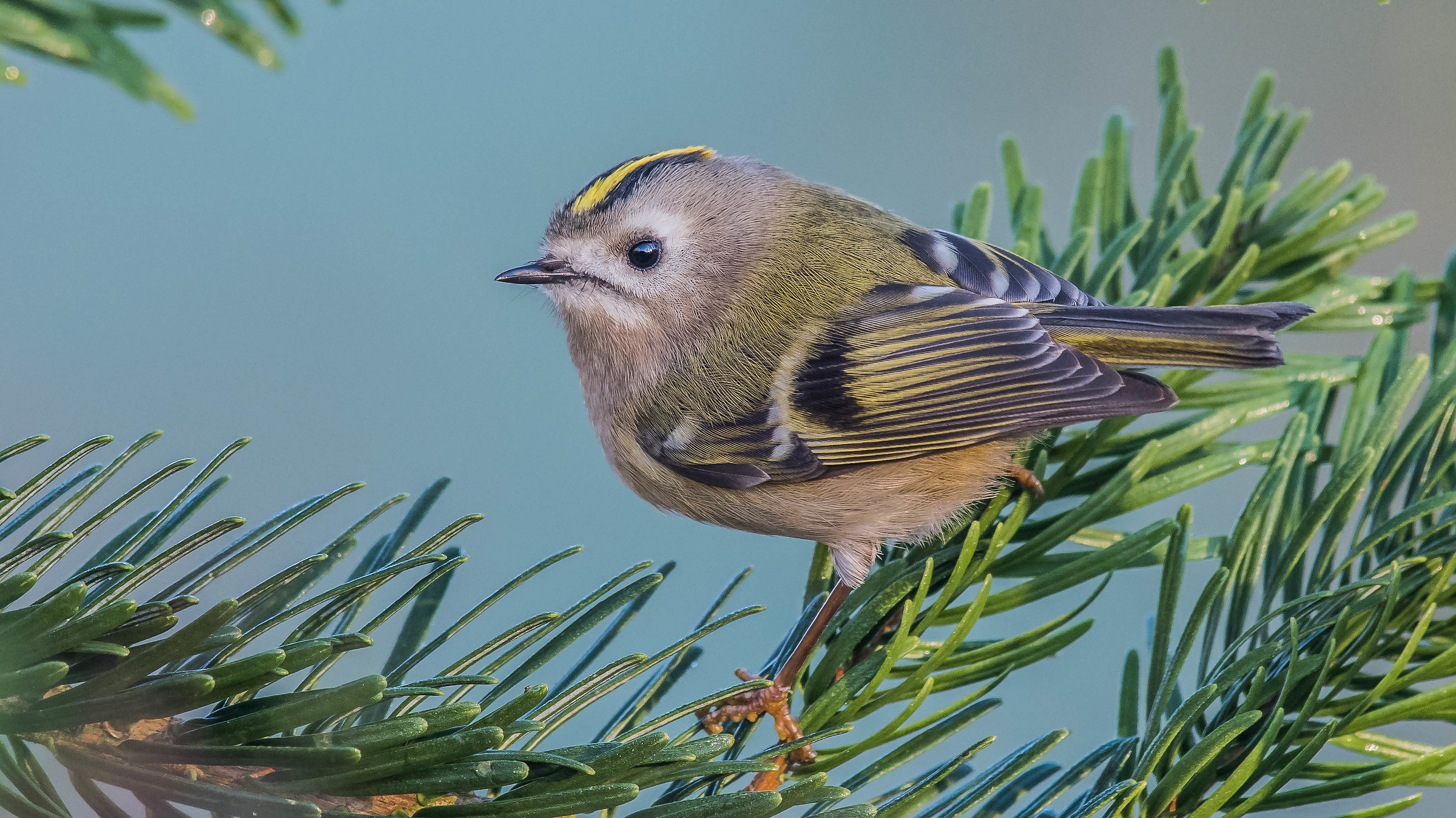 Sanvizinzèn (regolo)