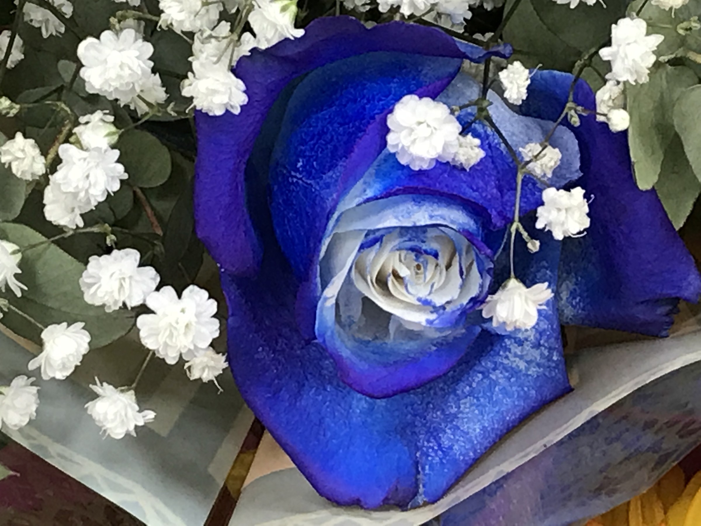 Real blue rose