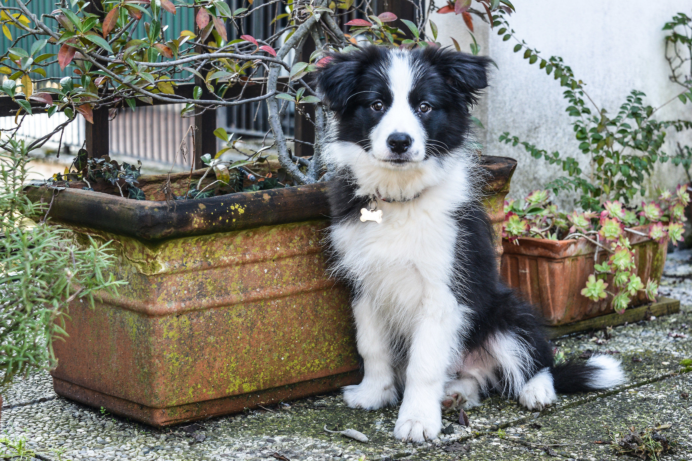 Border Collie Josè.