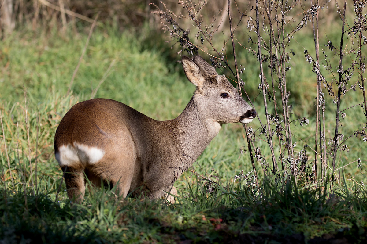Capriolo Juv.