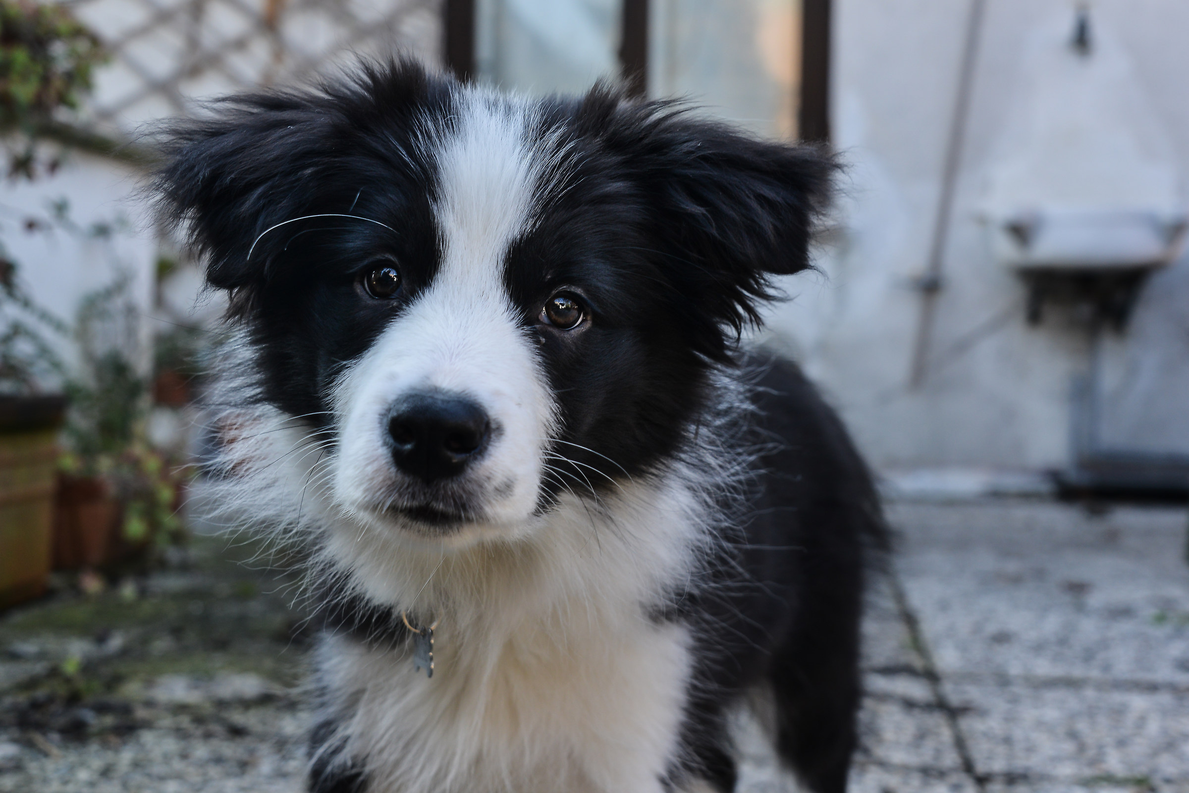Border Collie Josè.
