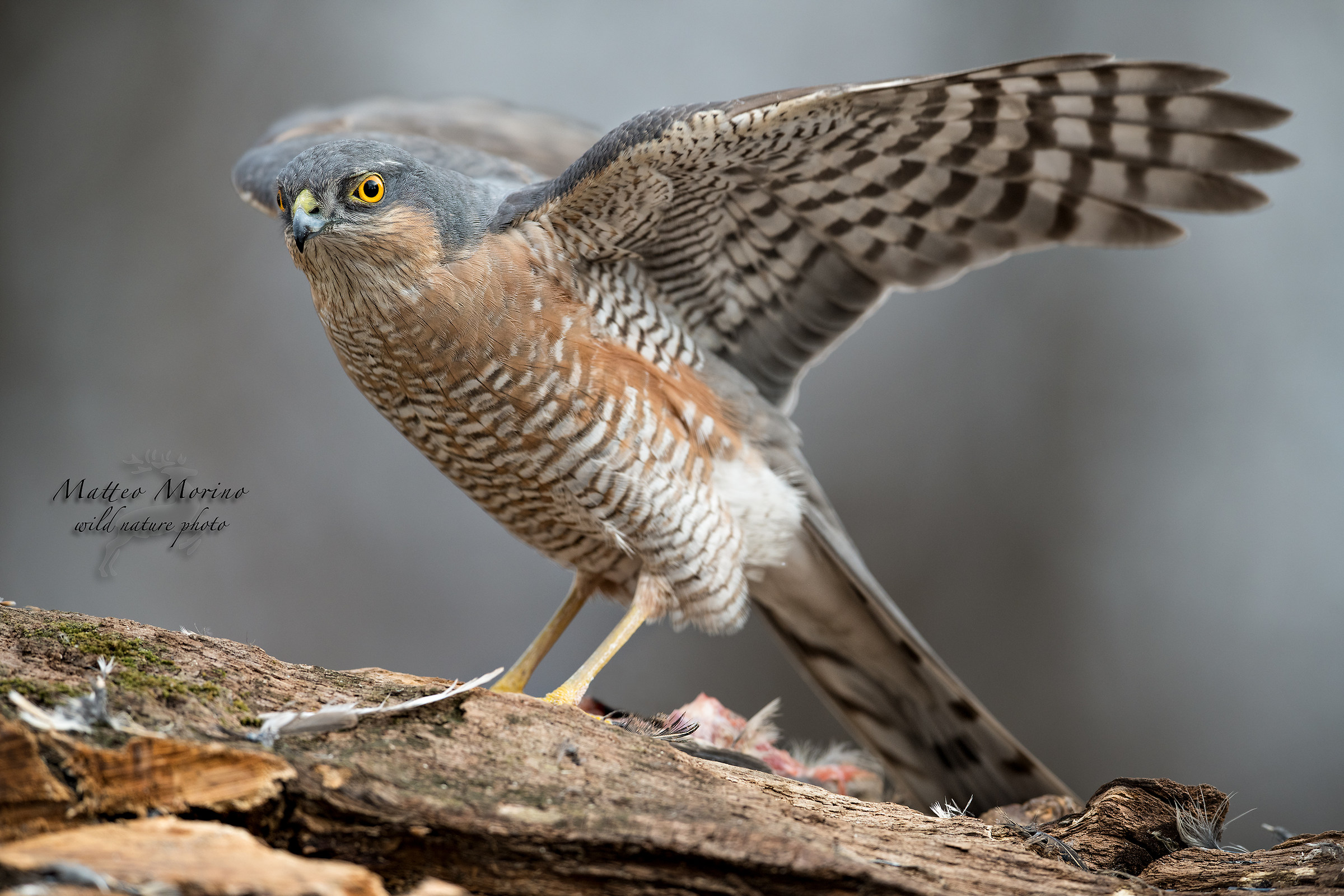 La forza e l'eleganza