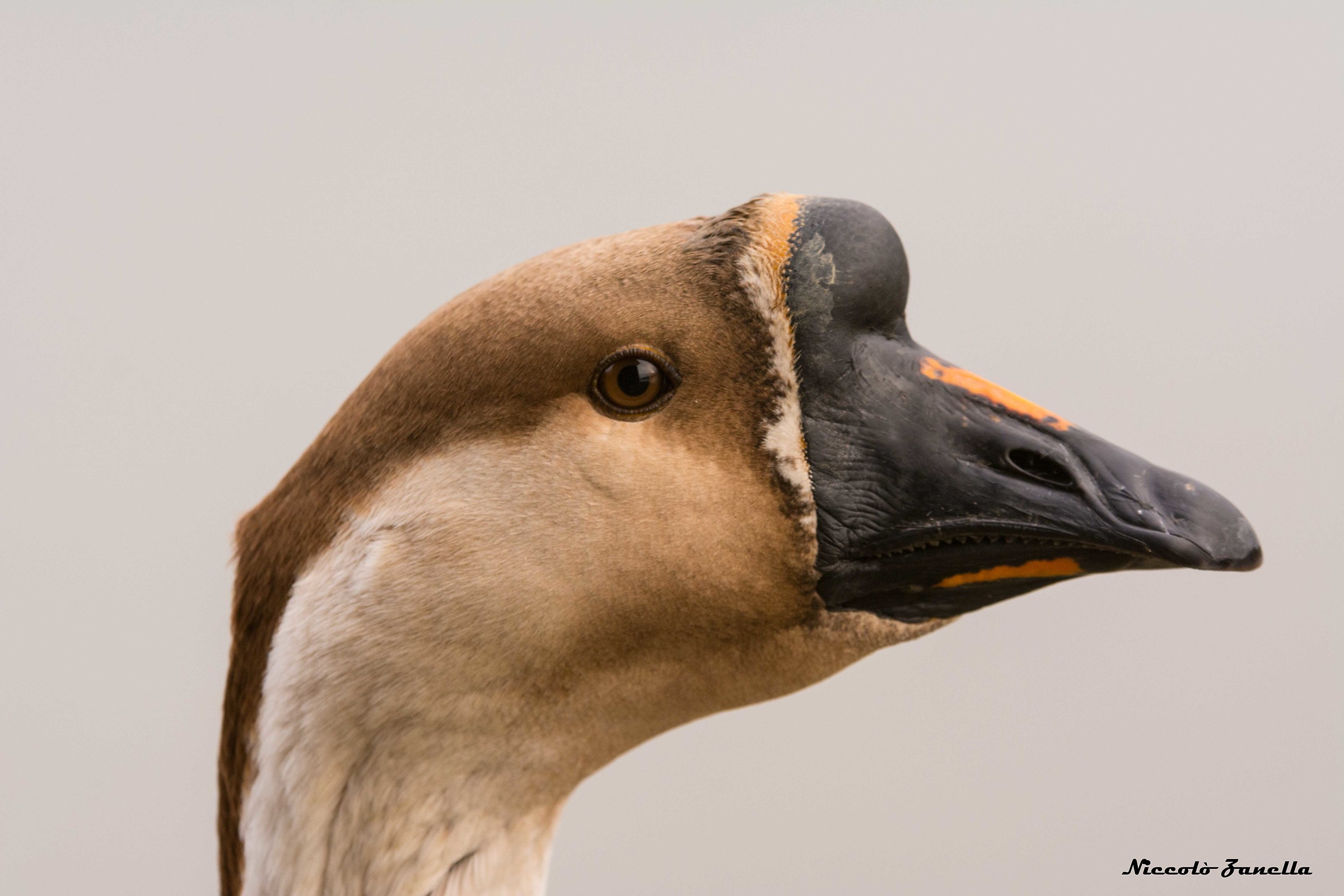 Portrait male swan goose