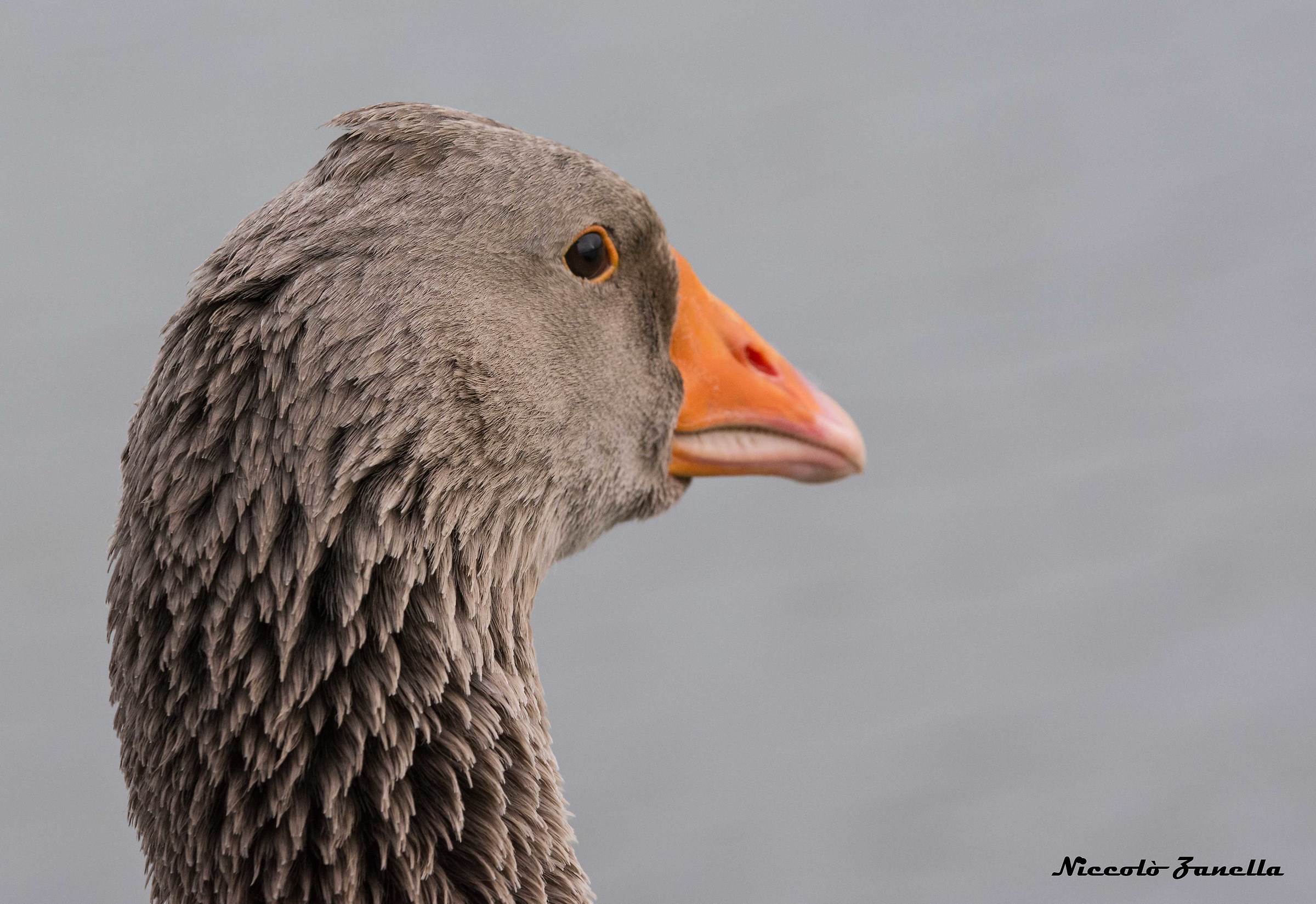 Portrait of a female swan goose