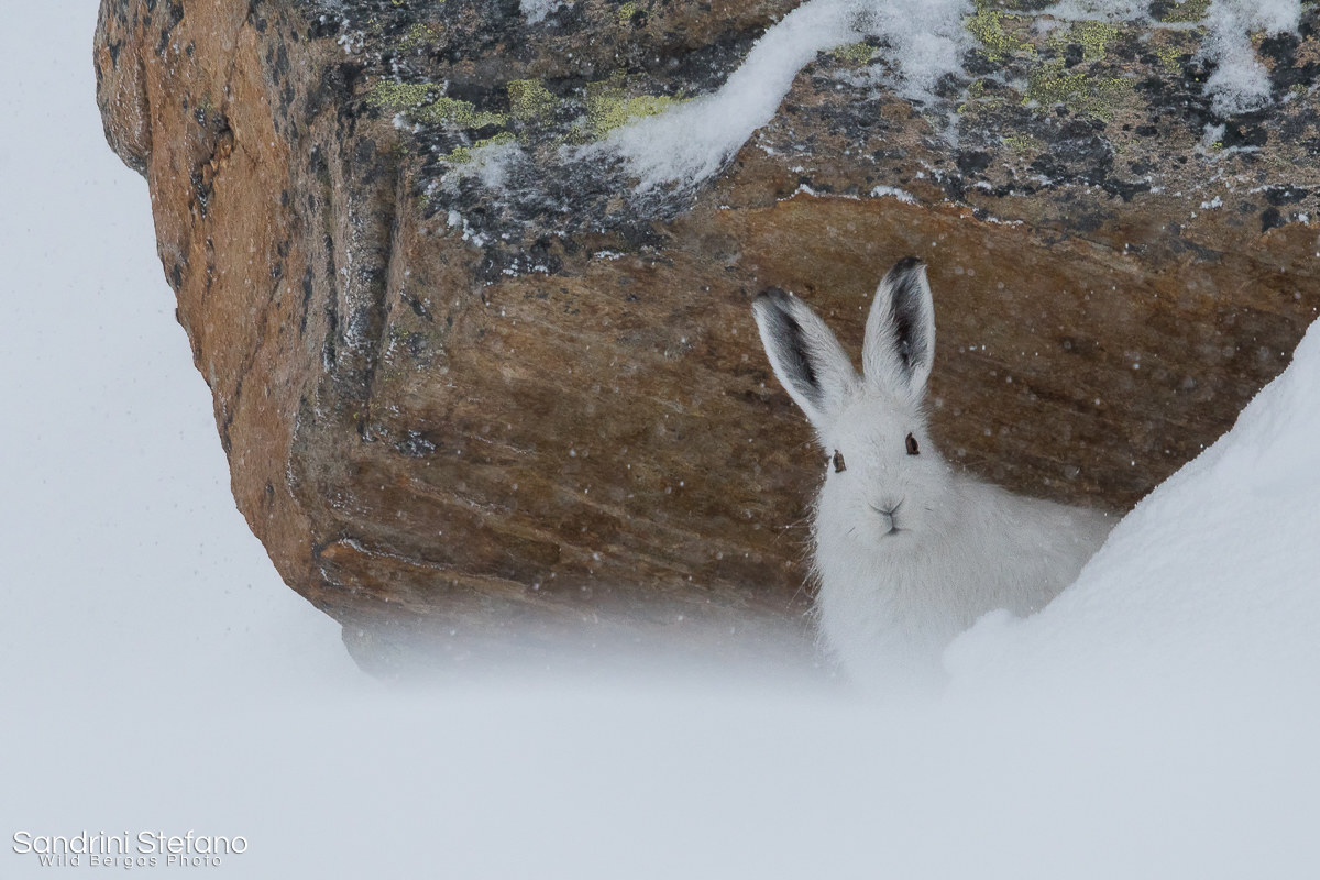 Lepre variabile sotto nevischio