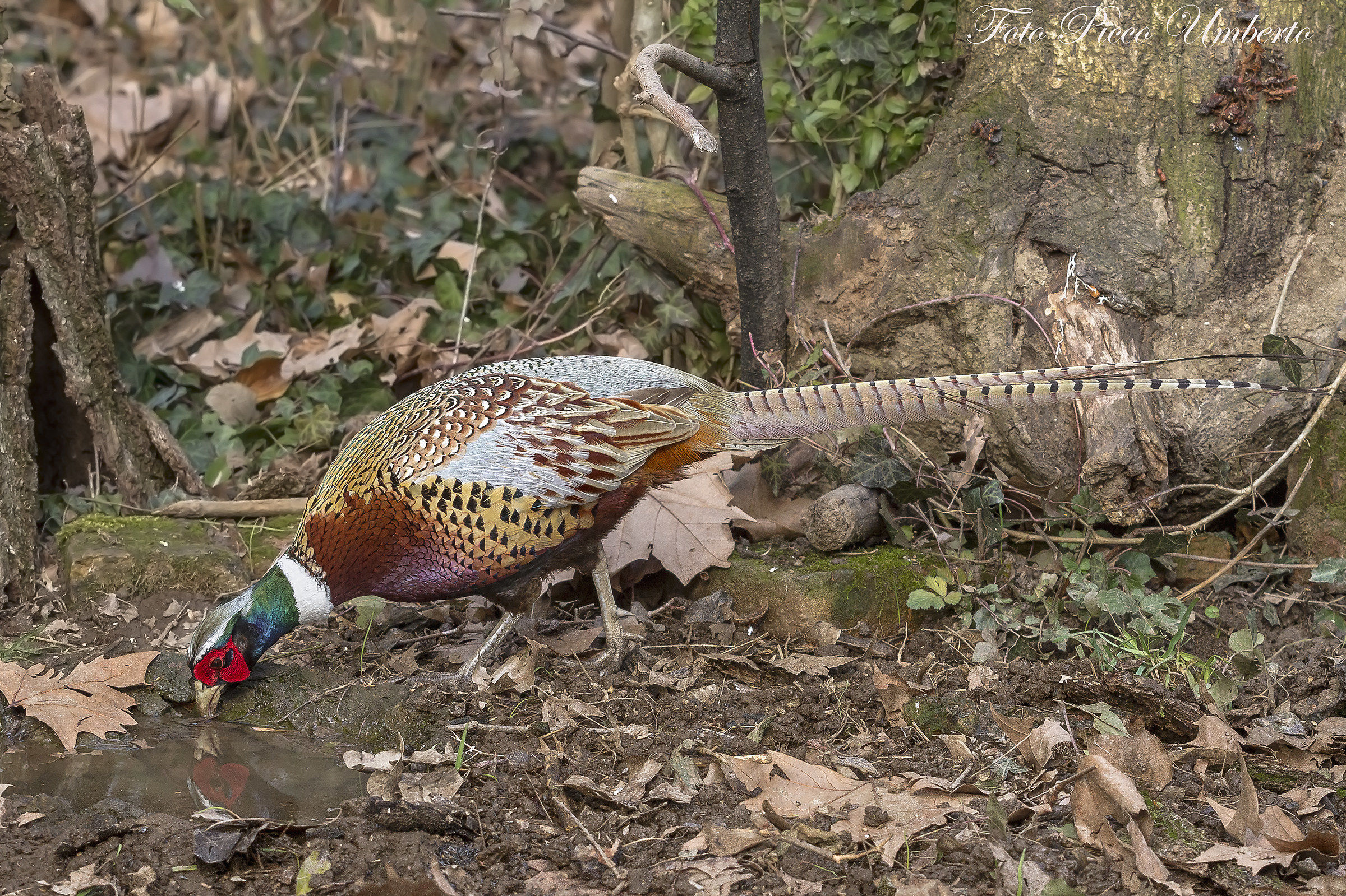 fagiano alla pozzanghera
