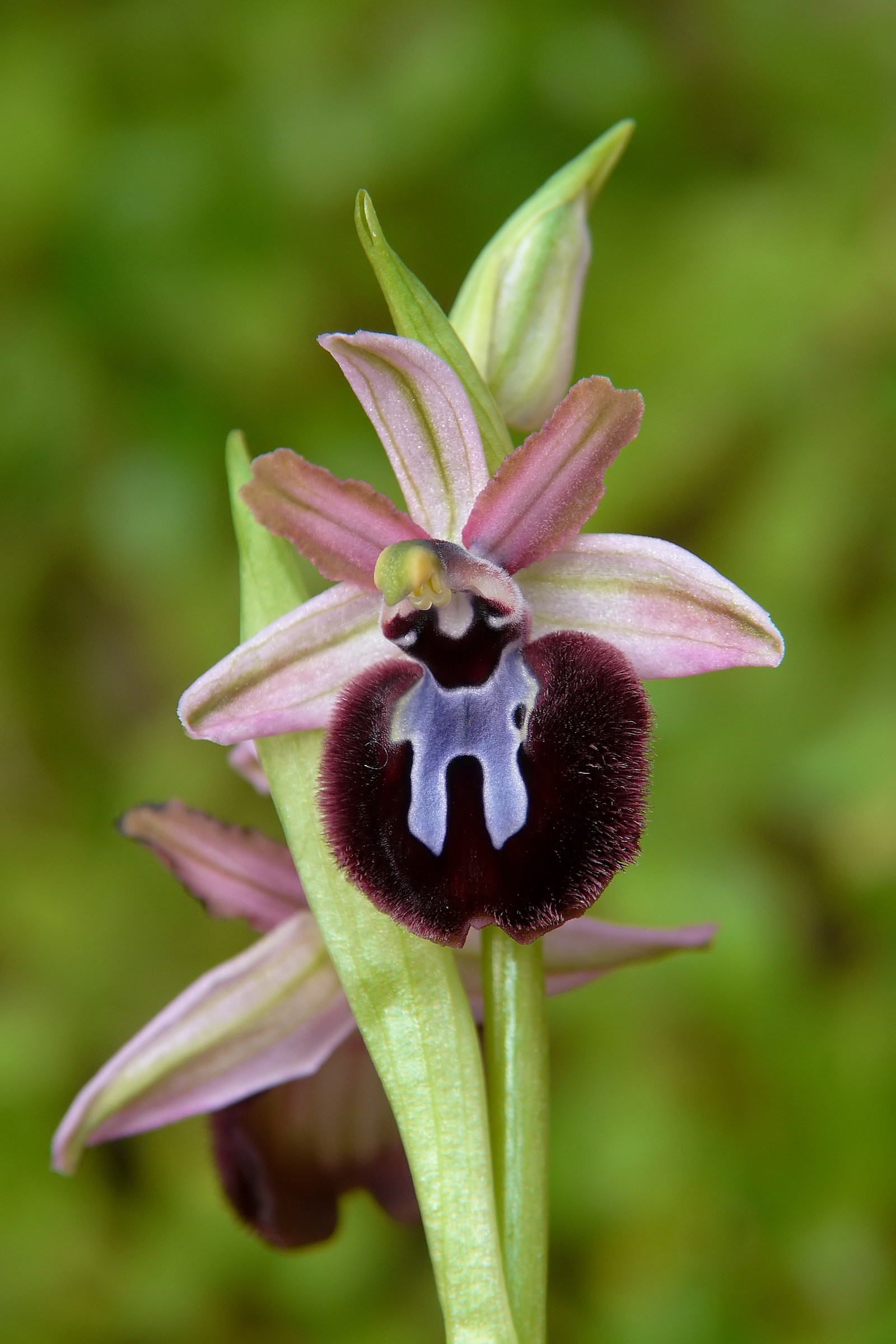 Ophrys sipontensis
