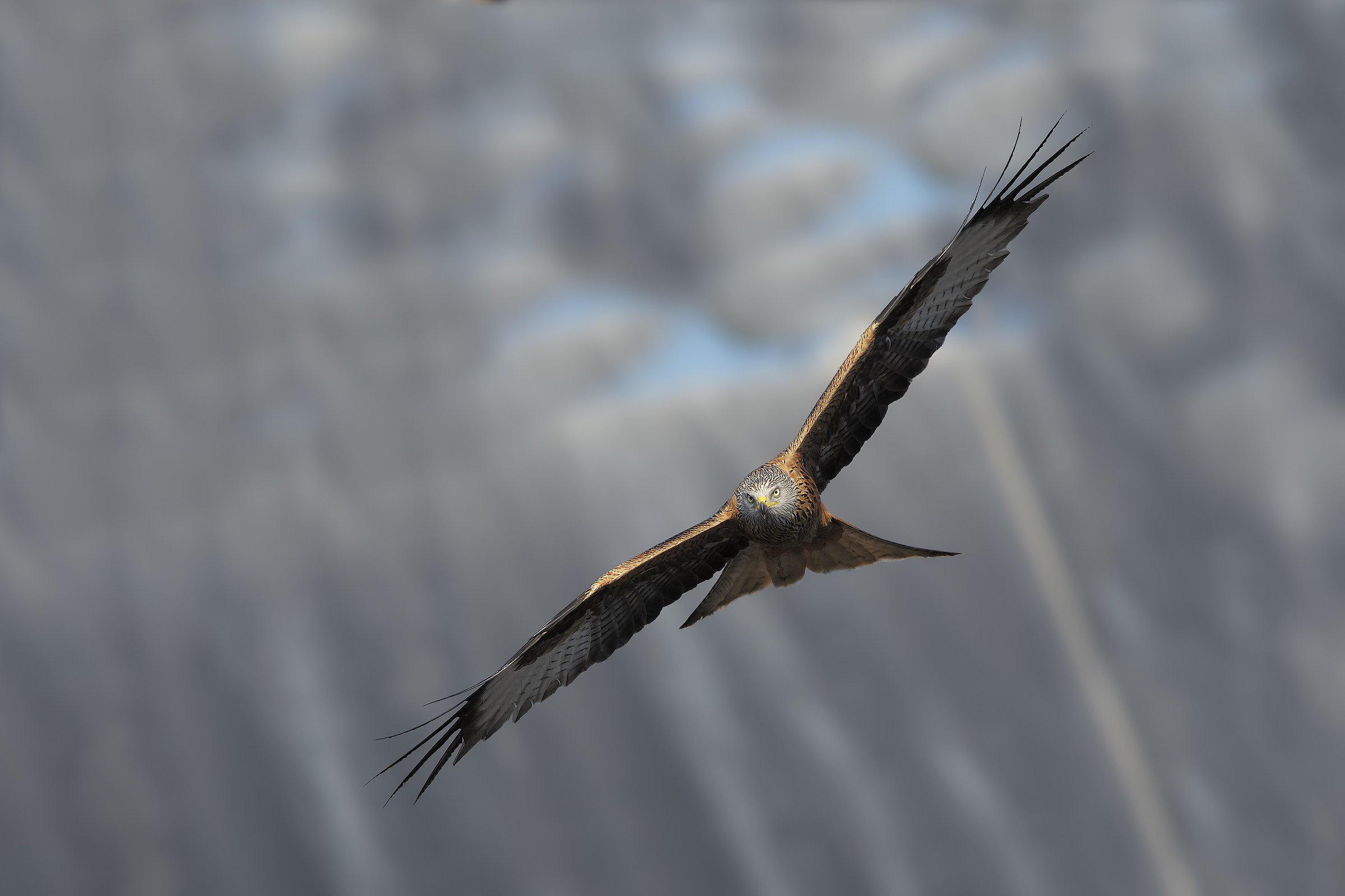 Red kite (Milvus milvus)