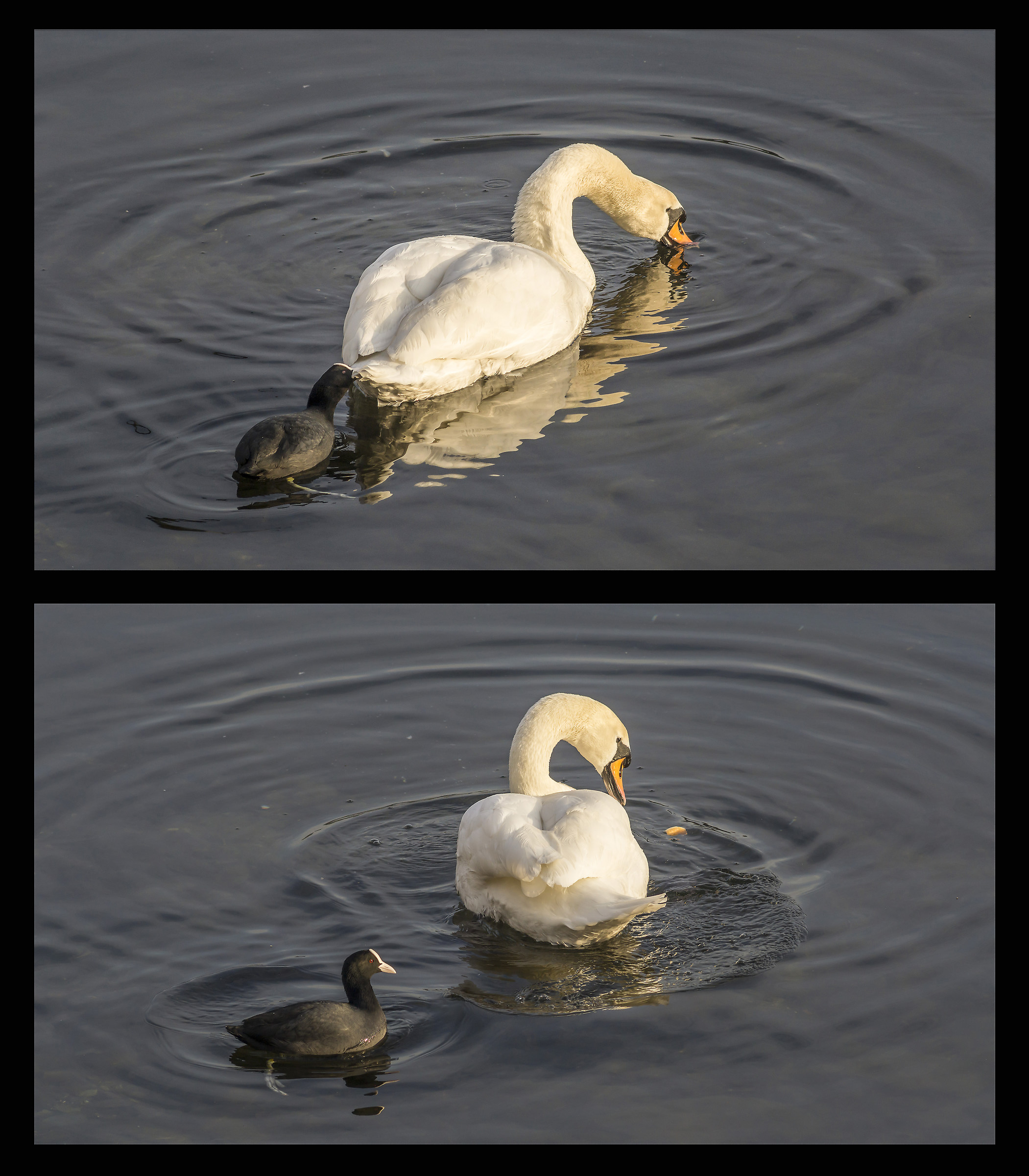 Cingo molested by a coot