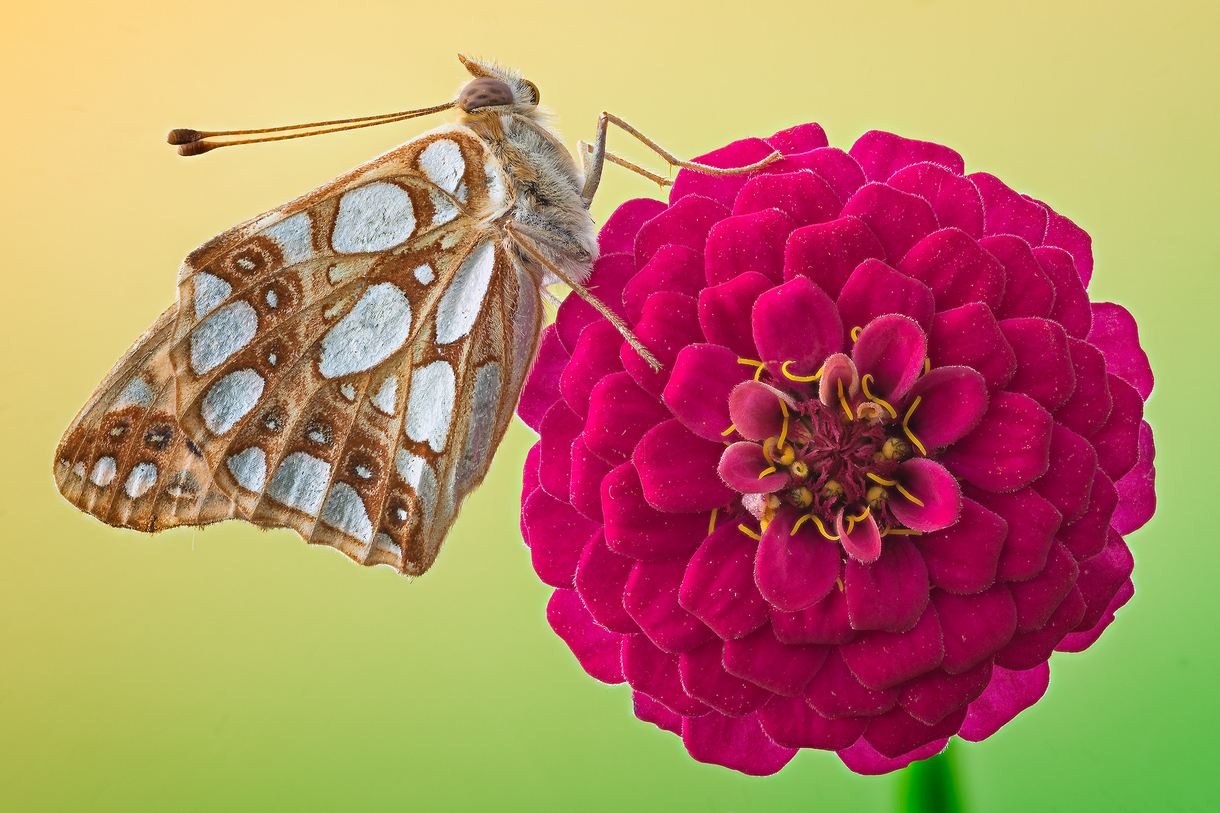 At the tip of petals