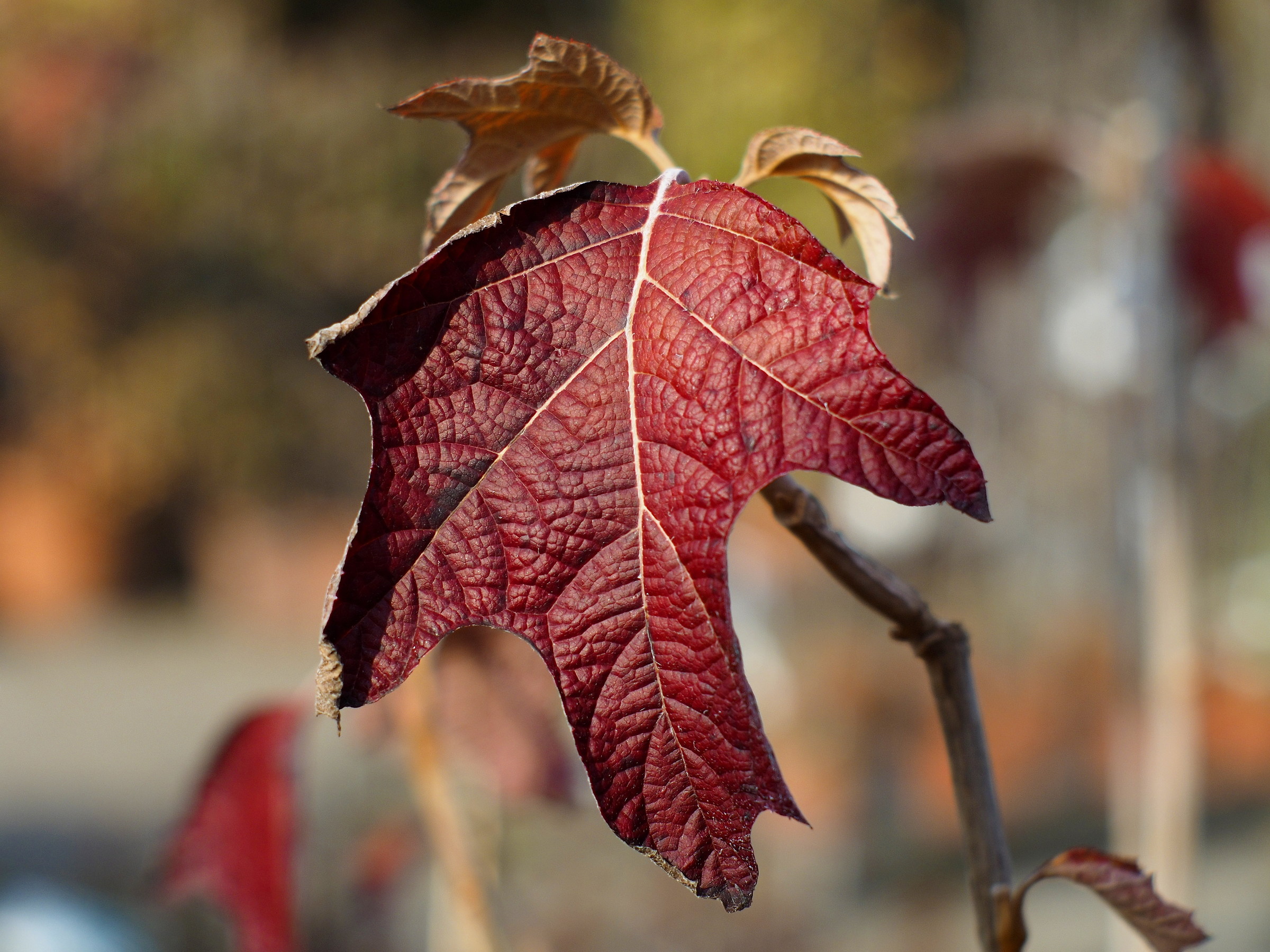 yashica-dx 50mm f1.4