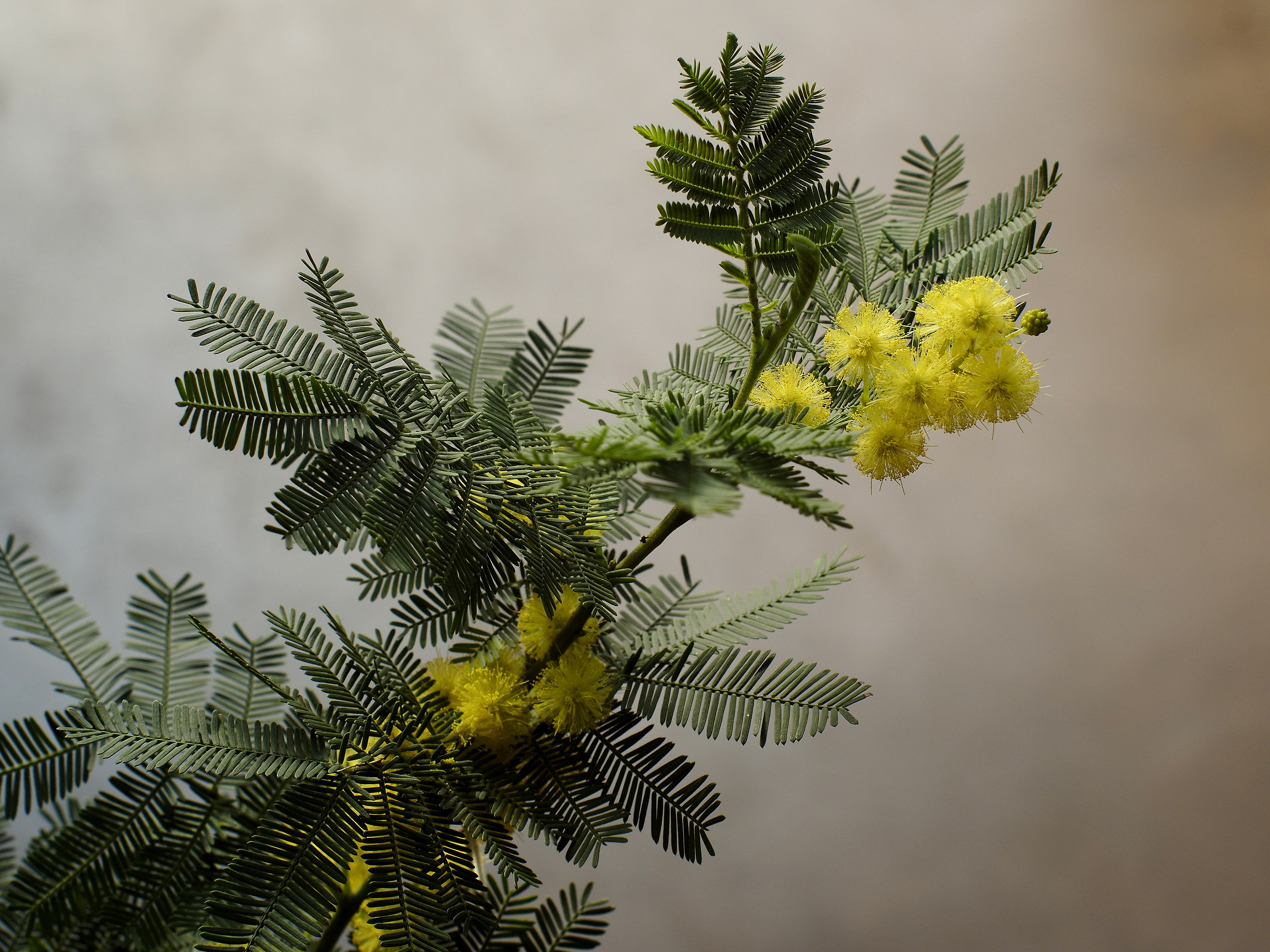 yashica-dx 50mm f1.4