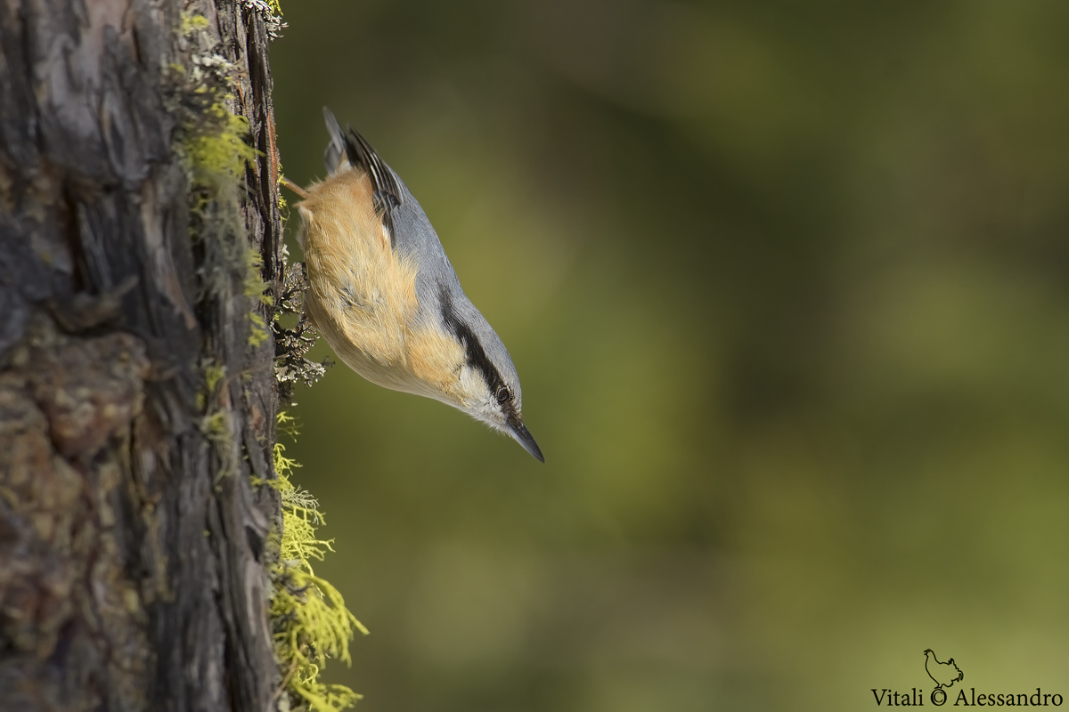 Nuthatch