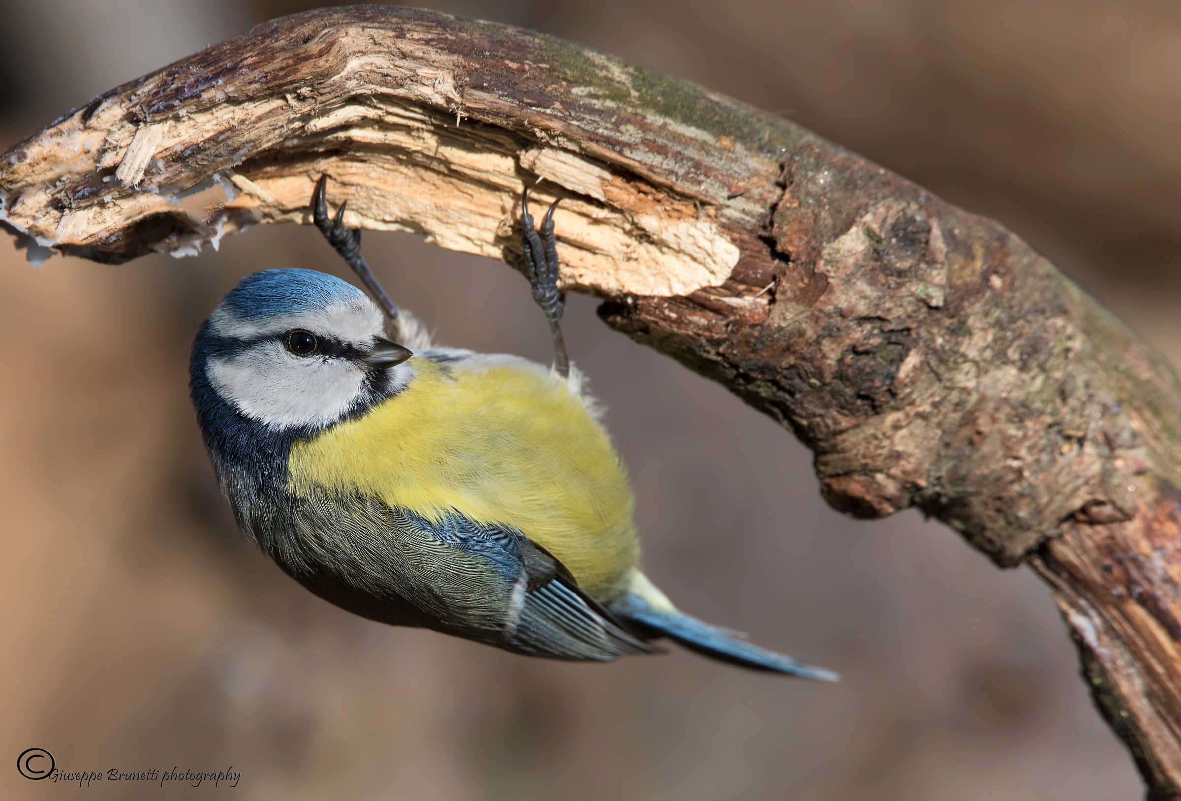Tit. Cyanistes caerules
