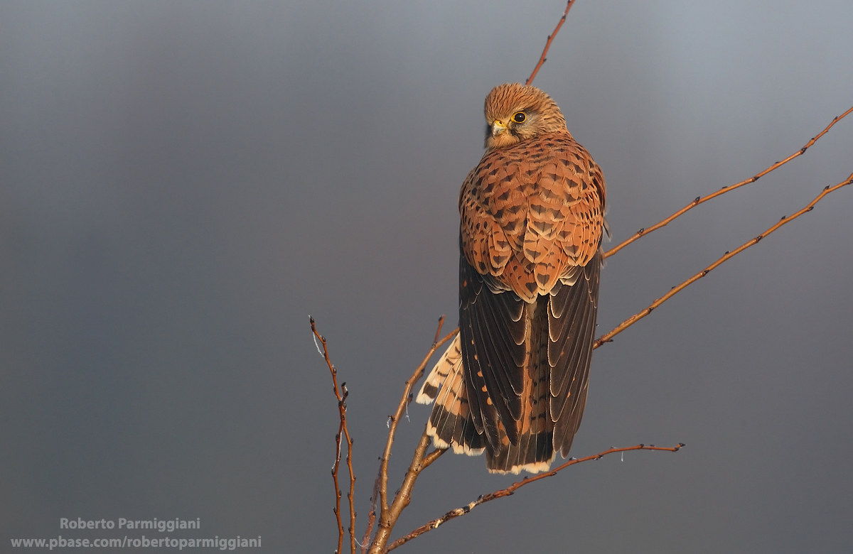 Sunrise with kestrel