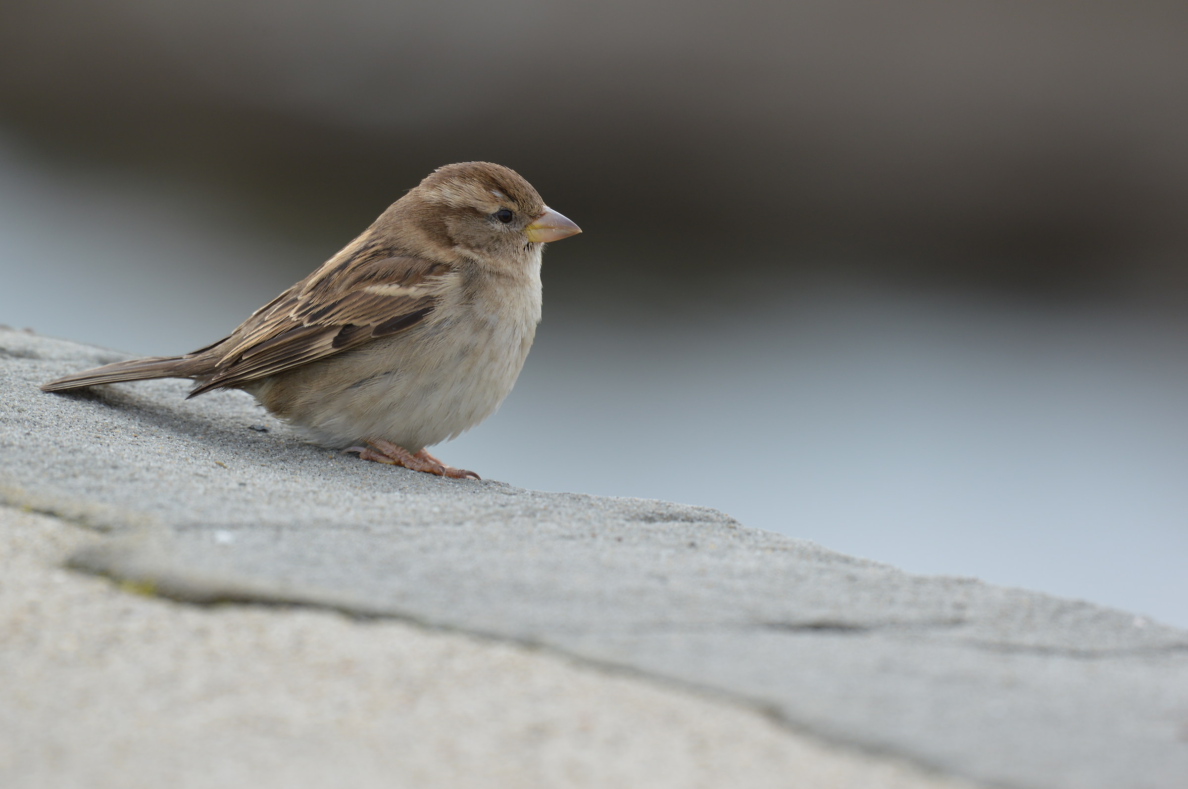 Italian Sparrow