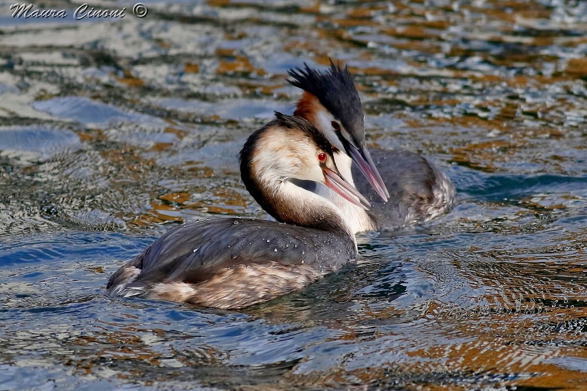 Greater Grebes in the vortexes