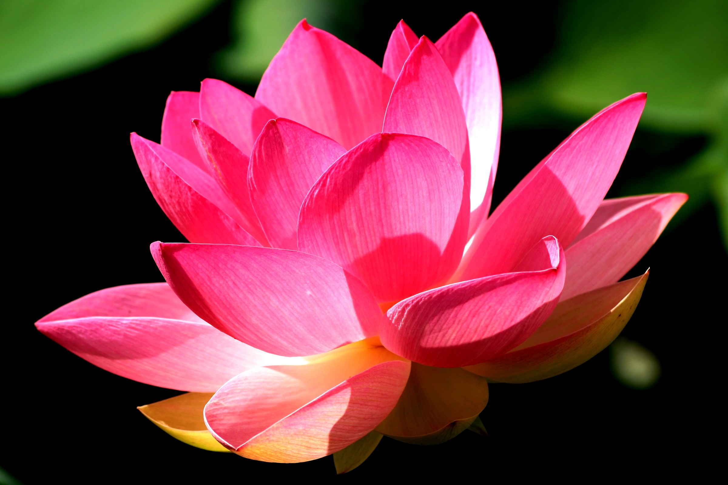 Lotus flower