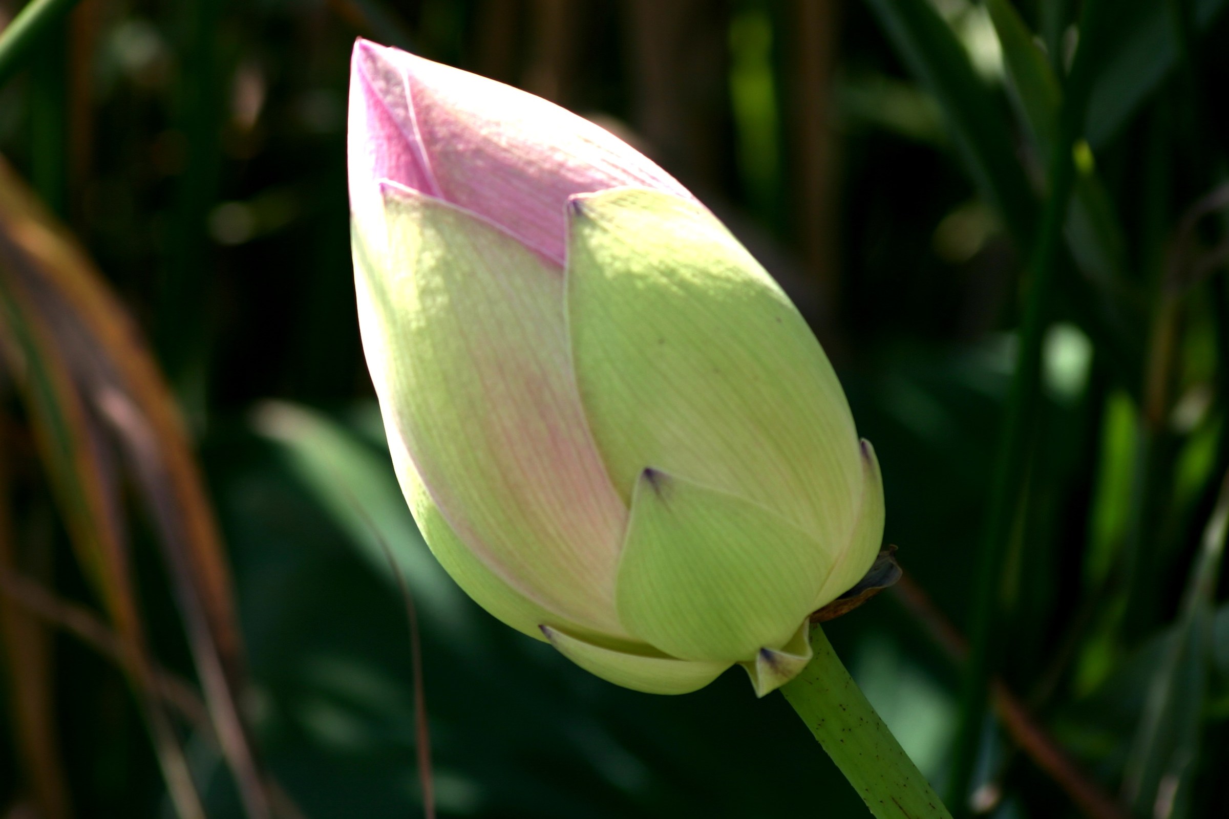 bud of lotus flower