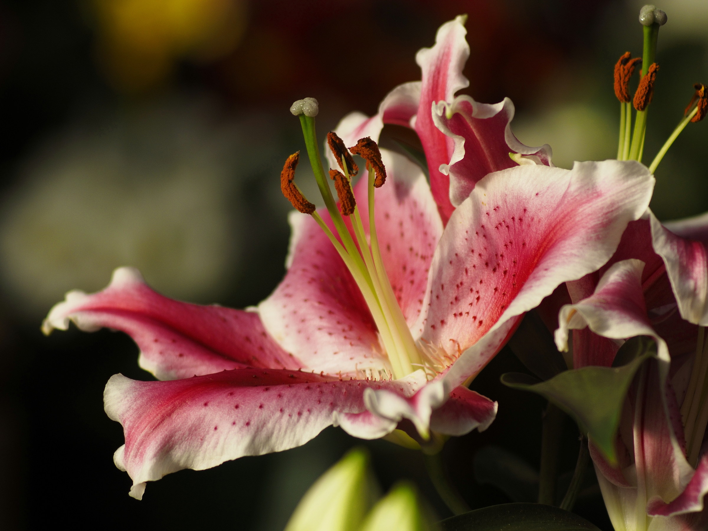 Takumar 135mm f2.5 Bayonet