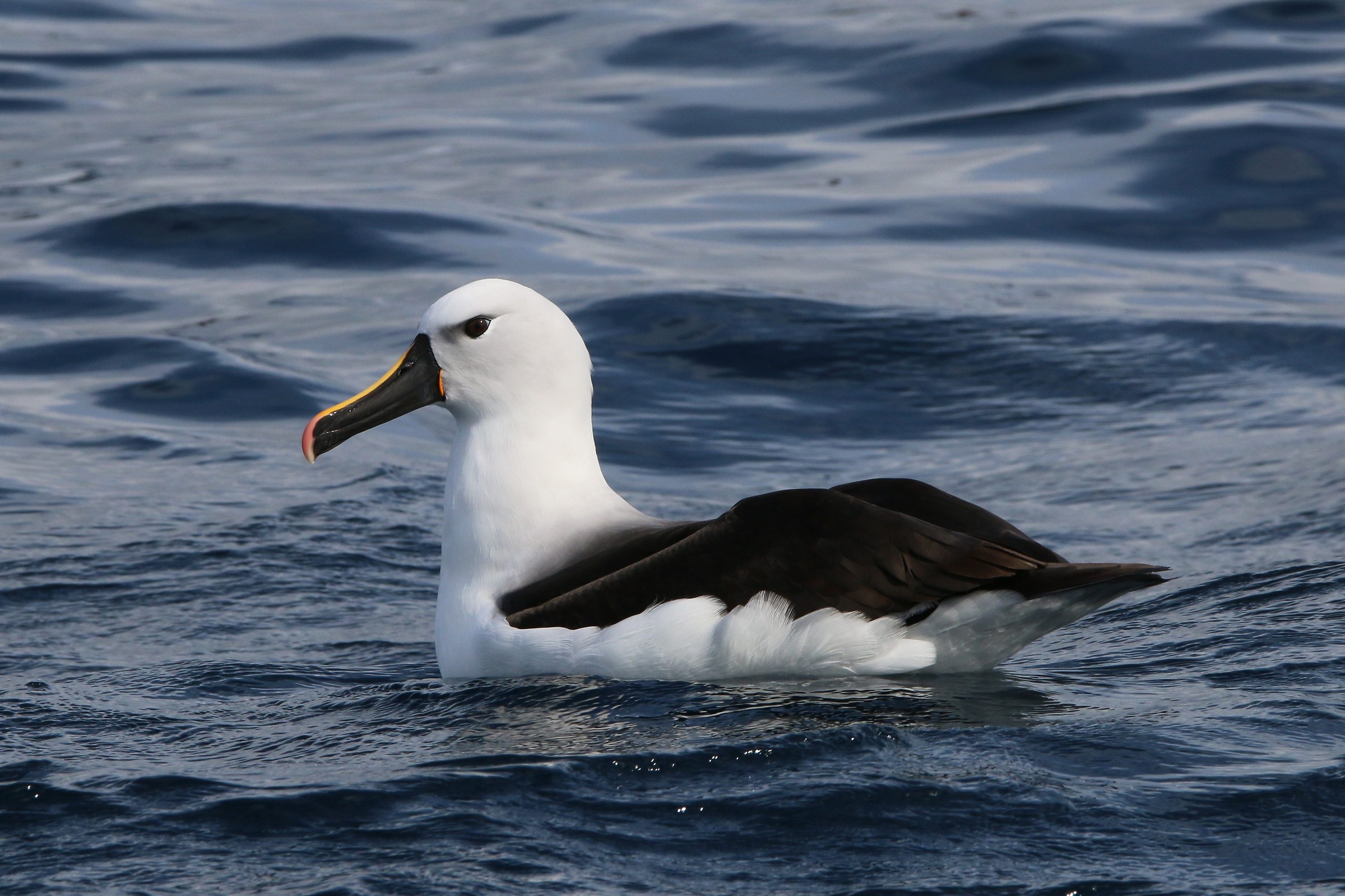 Indian Yellow-nosed Albatross ad