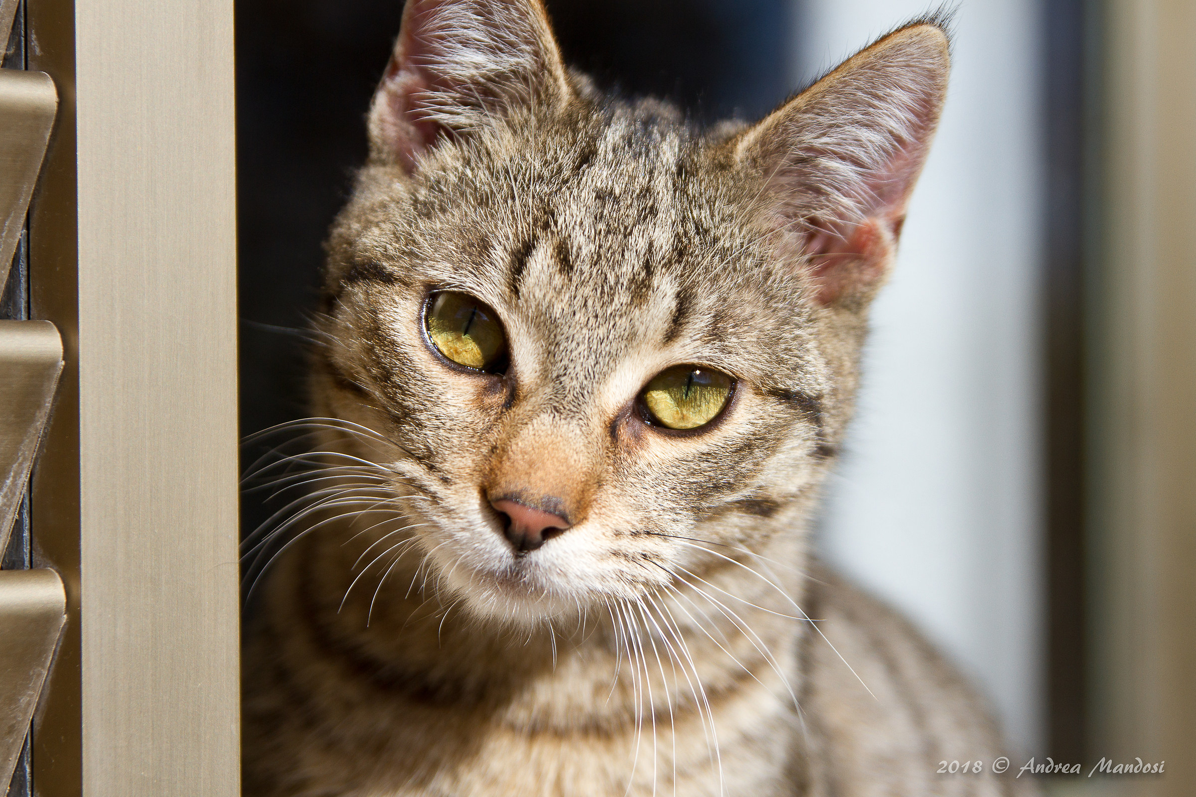 I camouflage ... yes yes