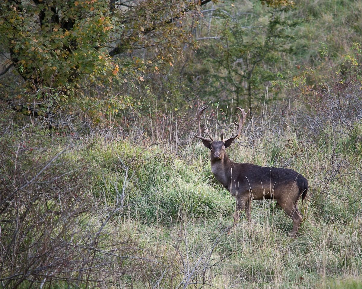Daino Appennino Ligure